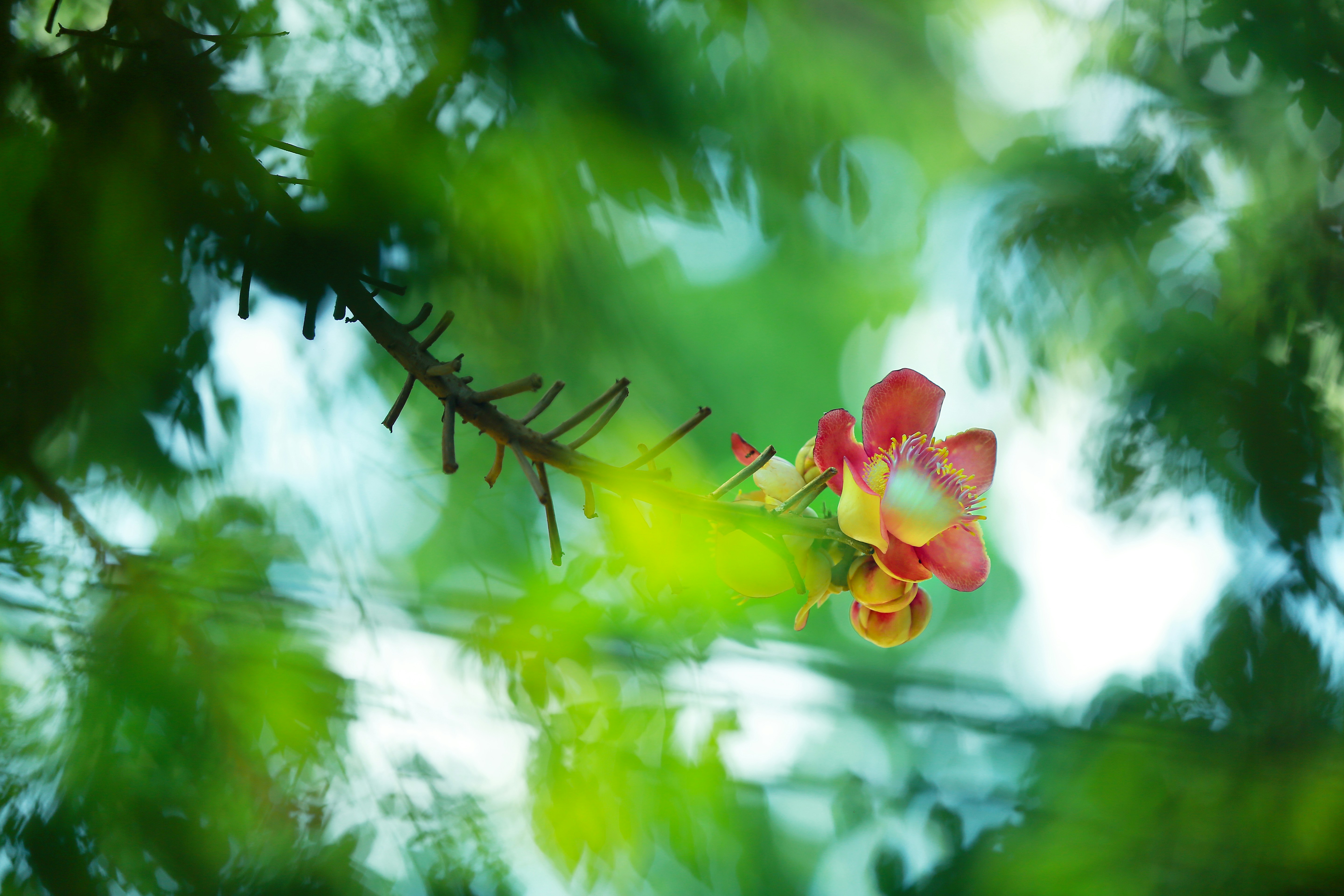 A red flower sitting on top of a tree branch