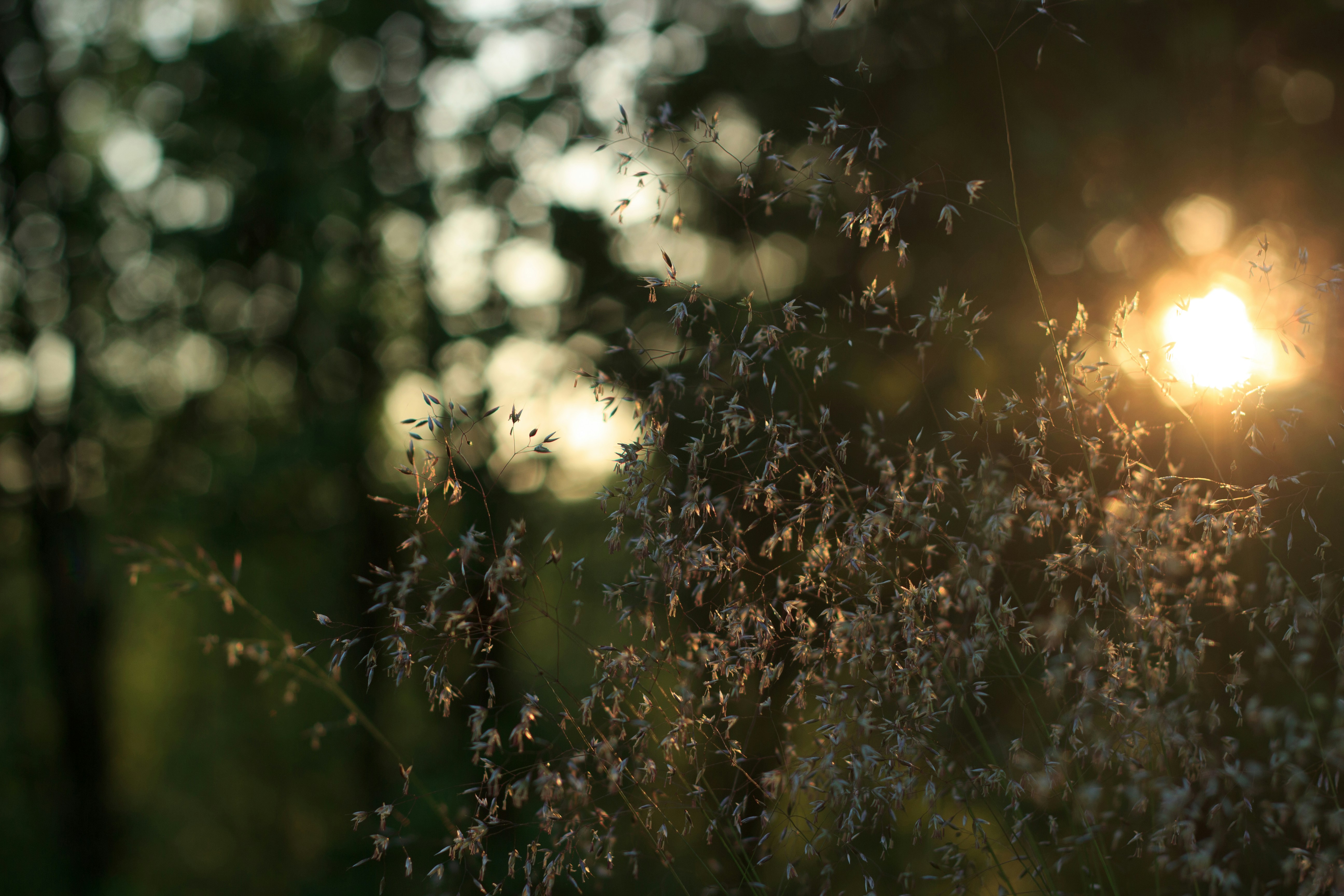 Le soleil brille à travers les feuilles d’un arbre