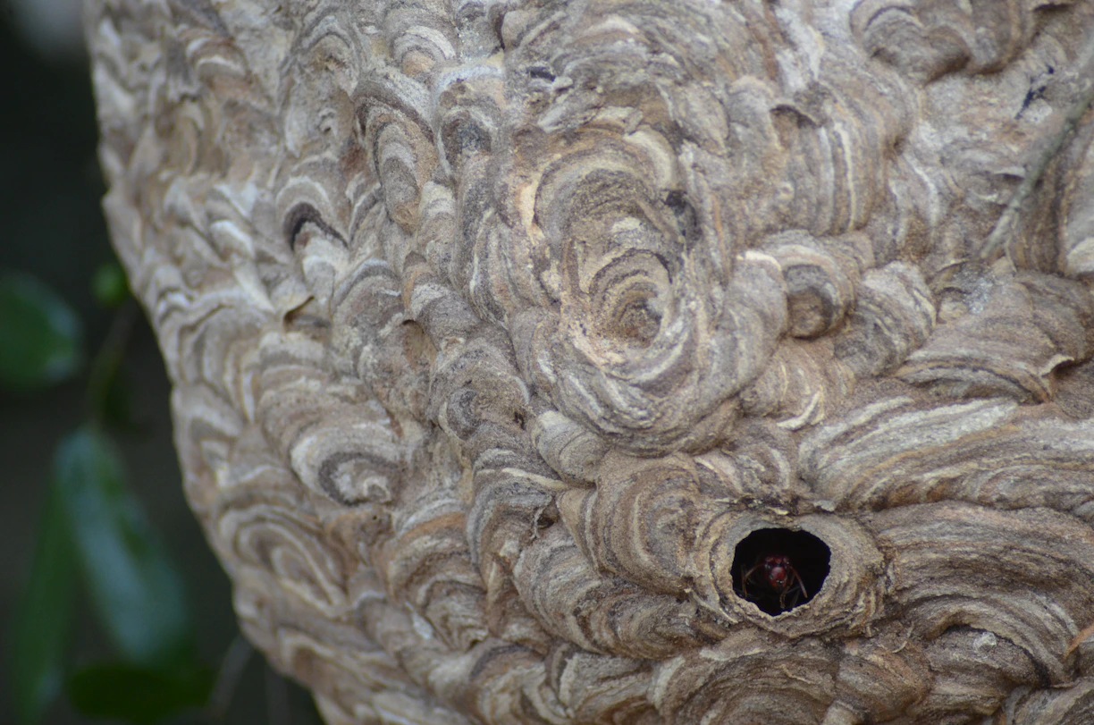 A close up of a bird nest on a tree