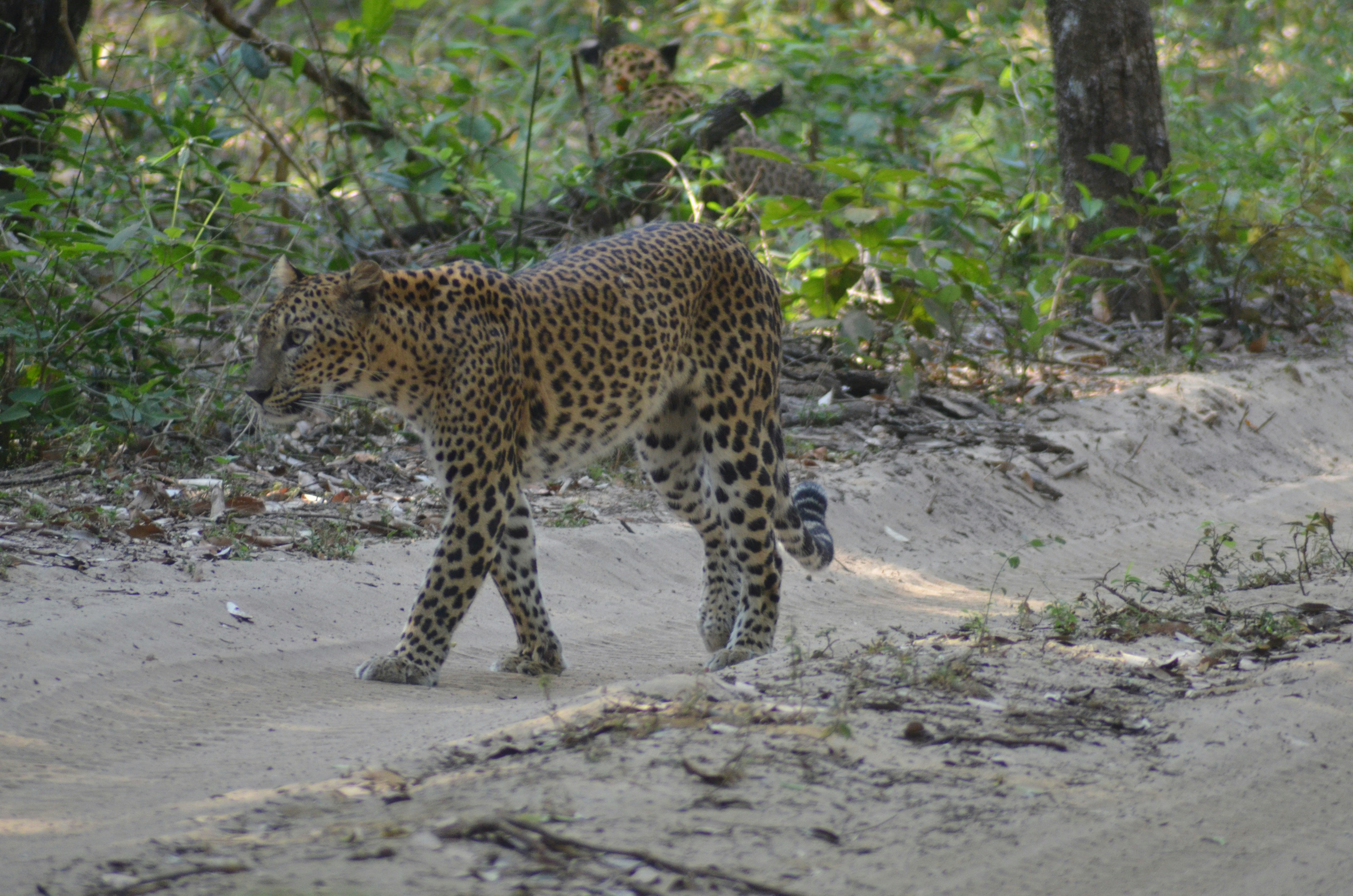 A large leopard walking across a dirt road photo – Free Animal Image on ...