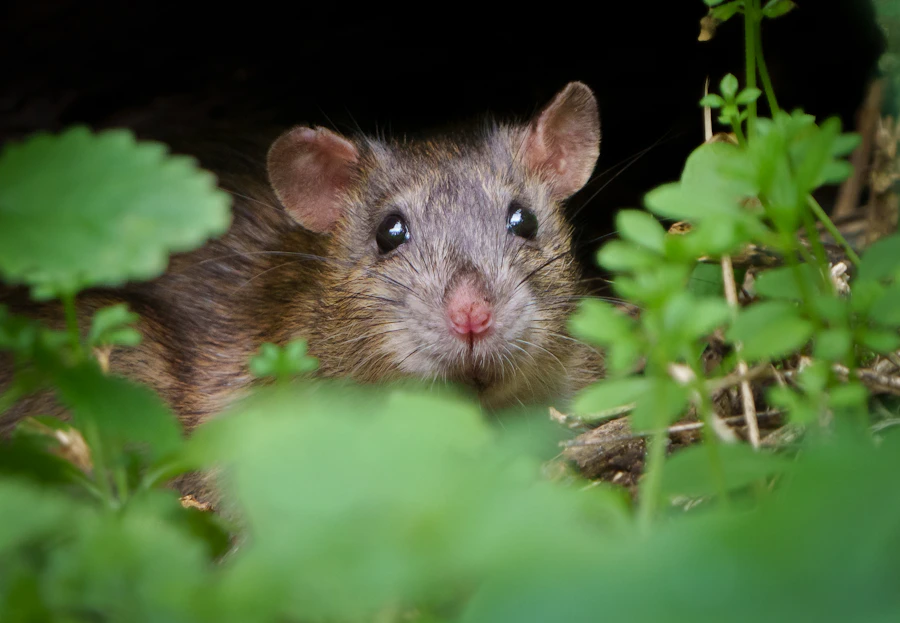 Rodent control service