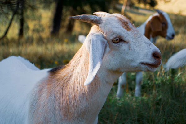 A white goat standing in a pasture in warm evening light