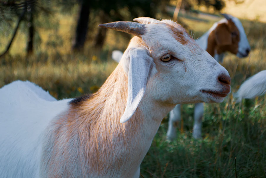 A white goat standing in a pasture in warm evening light