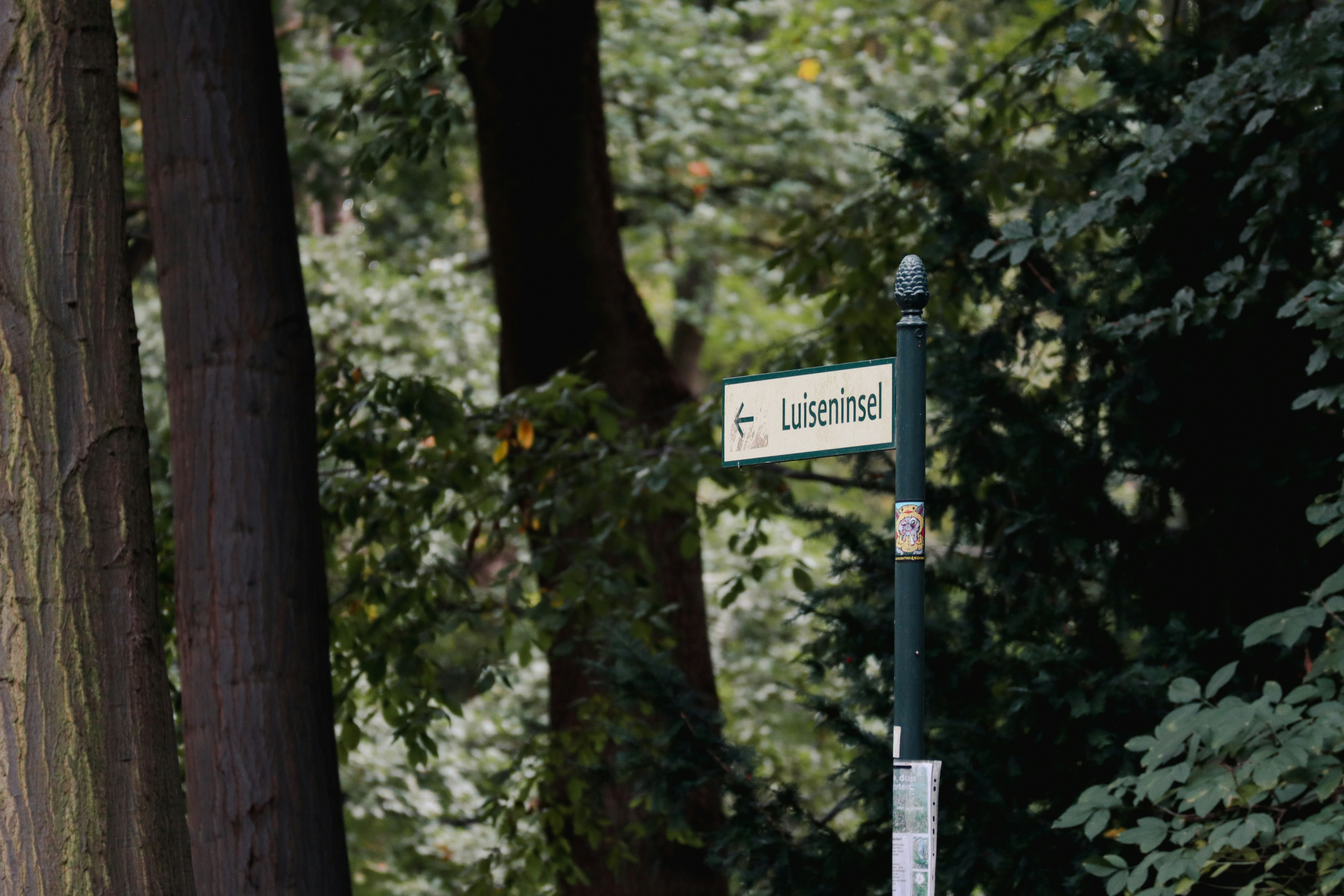 A street sign on a pole in the middle of a forest
