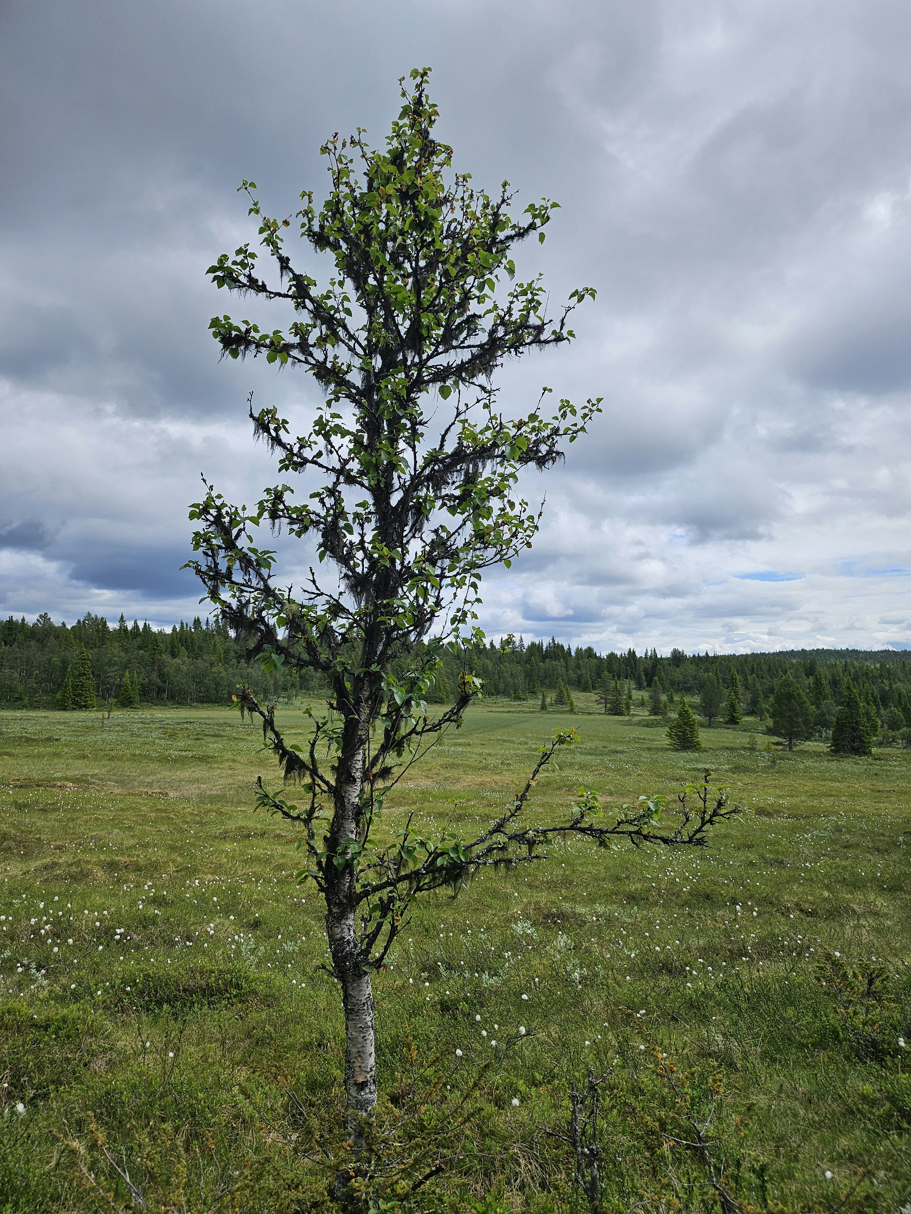 A small tree in a field with a cloudy sky