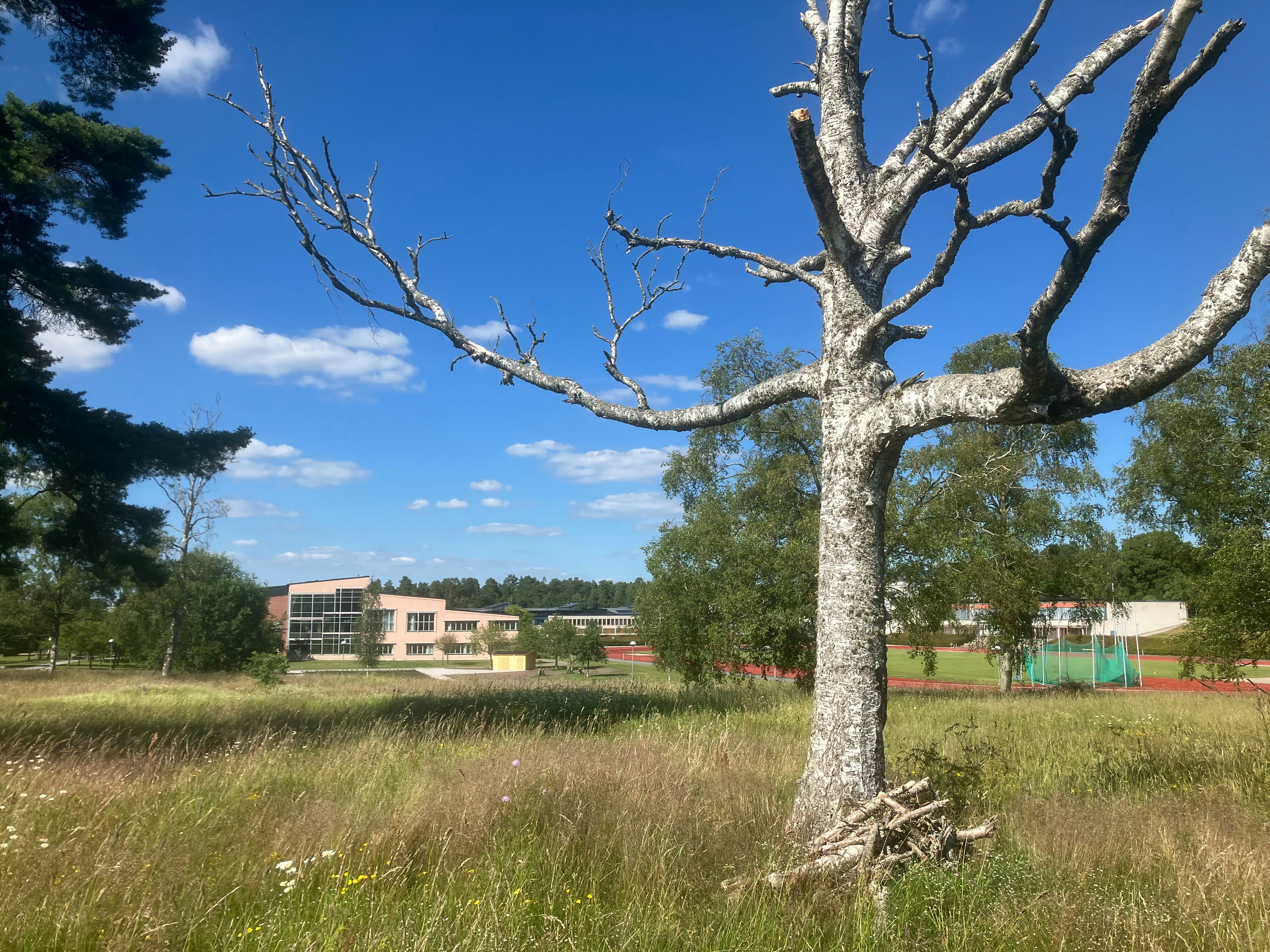 A dead tree in a field with buildings in the background photo – Free ...