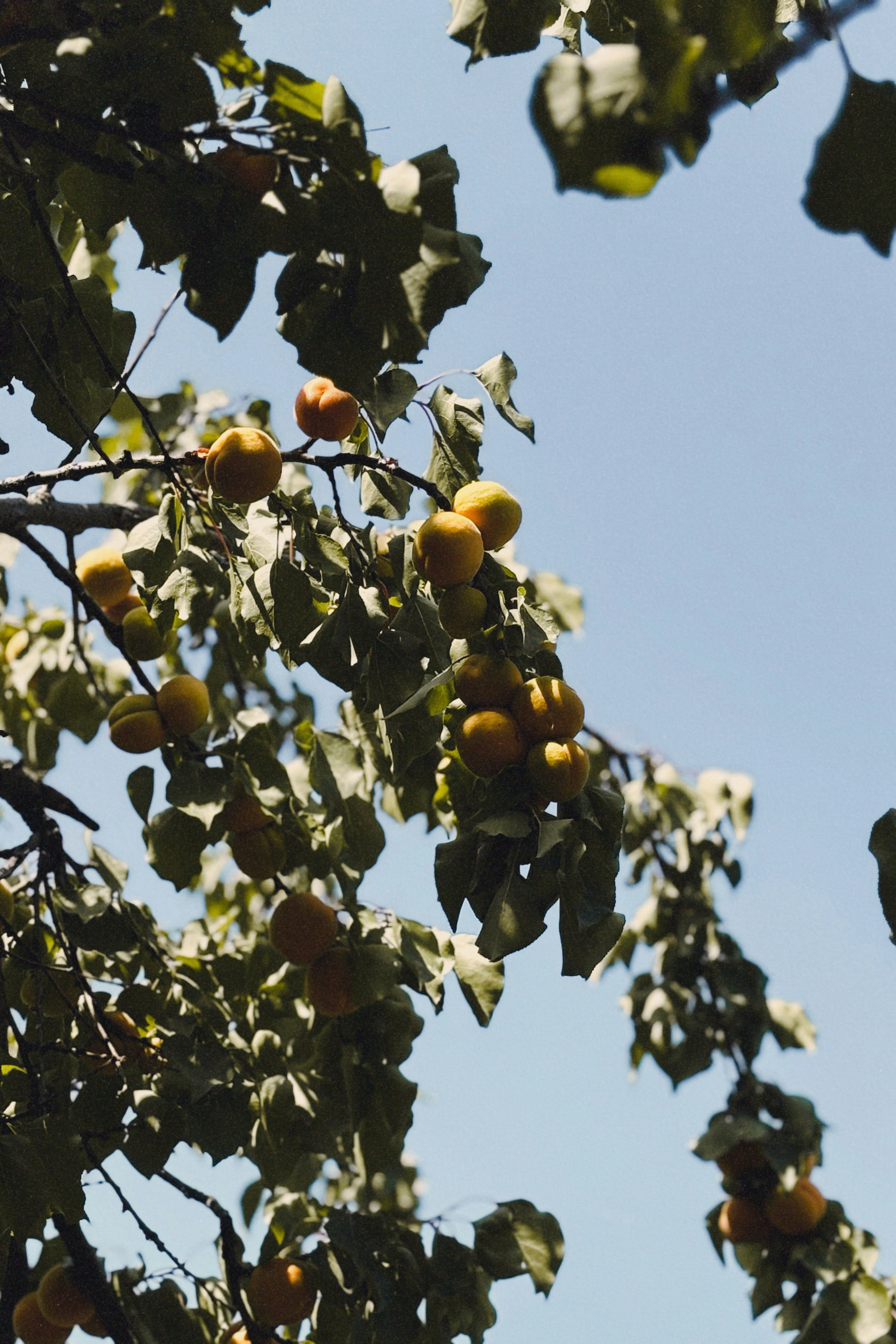 Photo by alexandraandrone