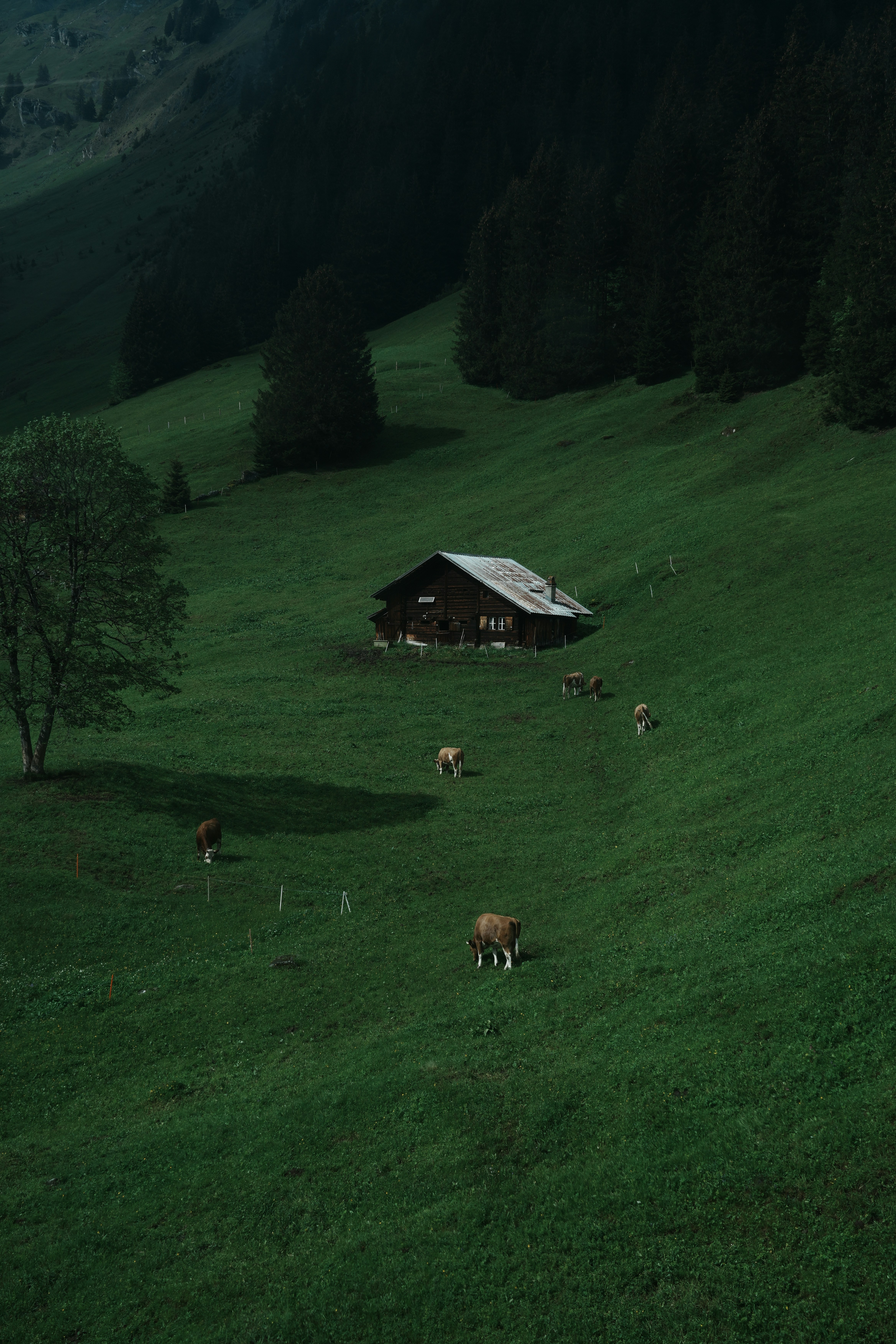 grassland