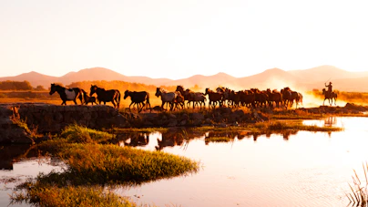 A herd of wild horses walking across a river