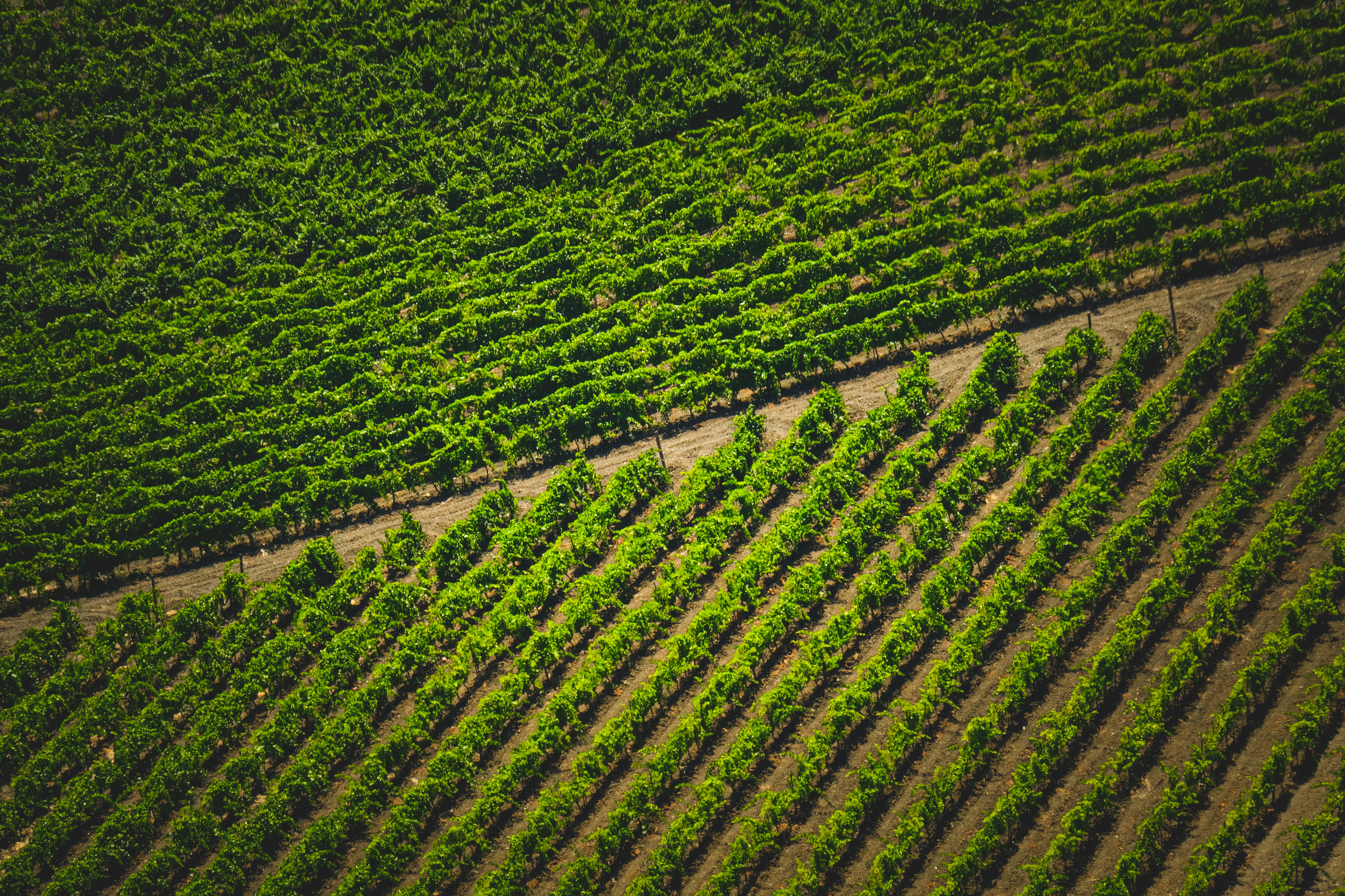 Photo by francesco_ungaro