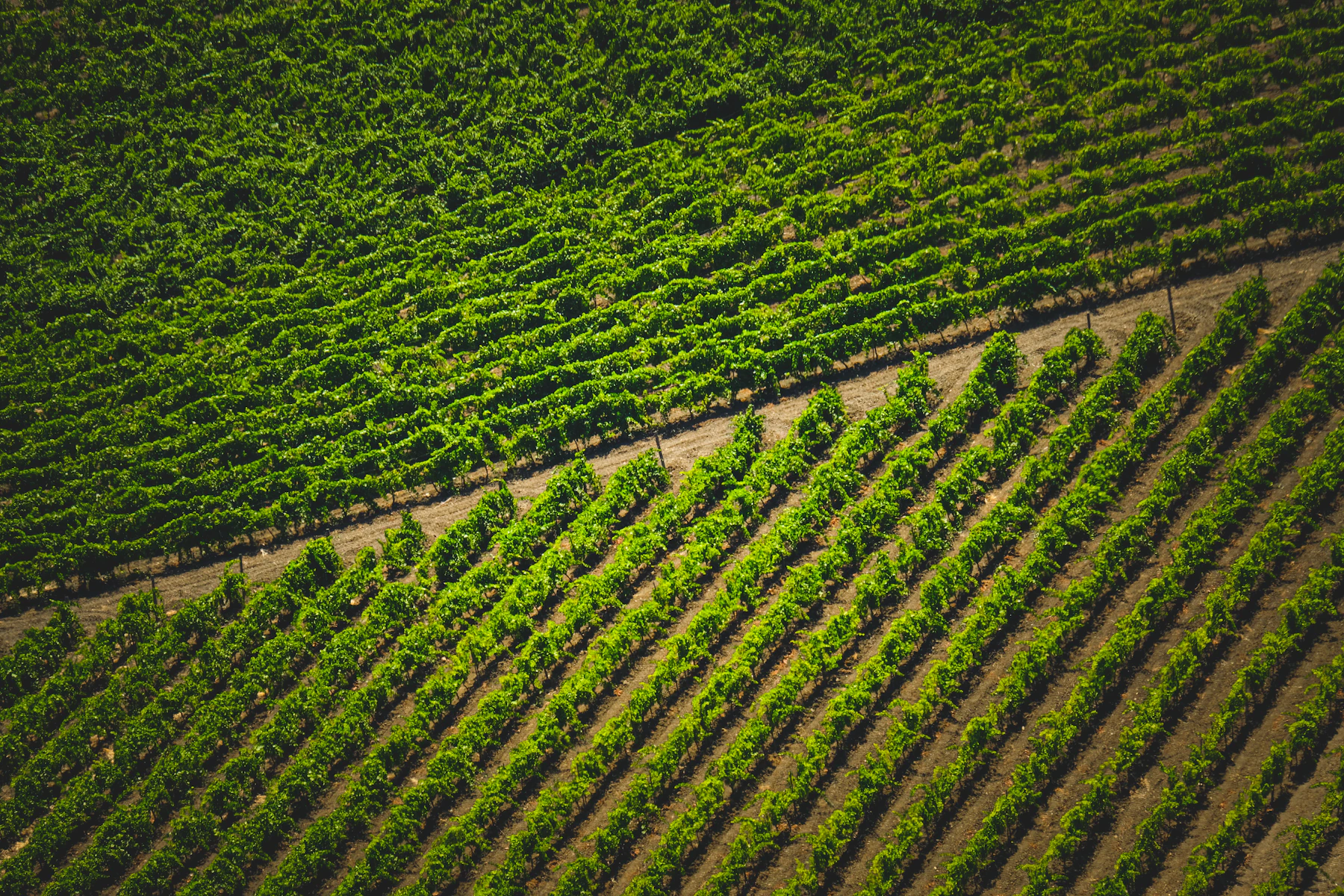 Aerial view of farmland