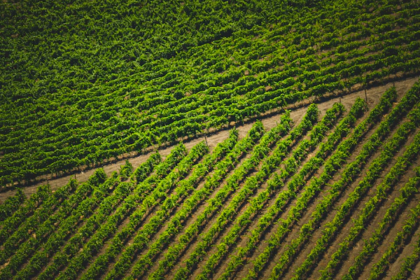 Aerial view of crop fields