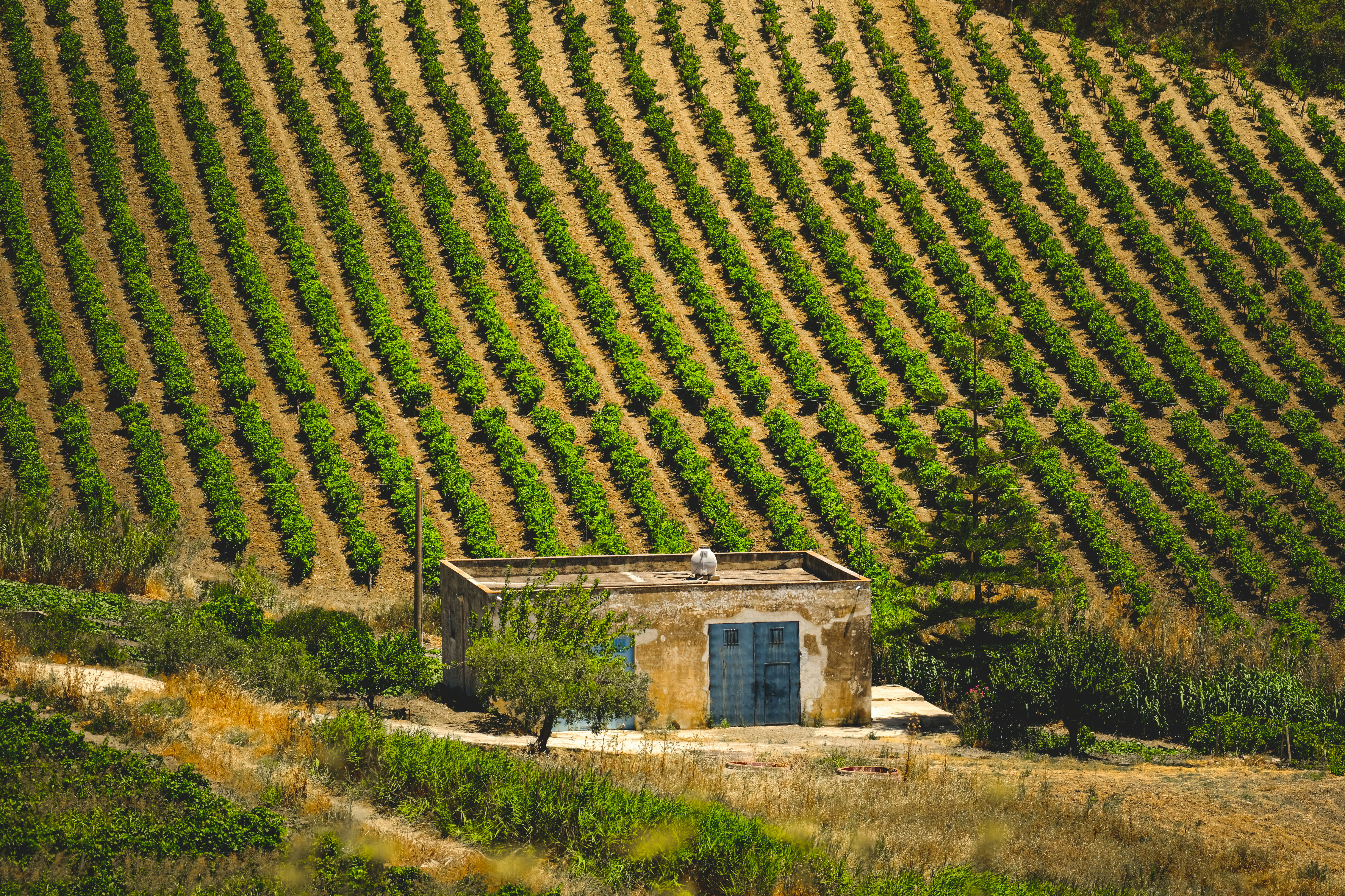 Photo by francesco_ungaro