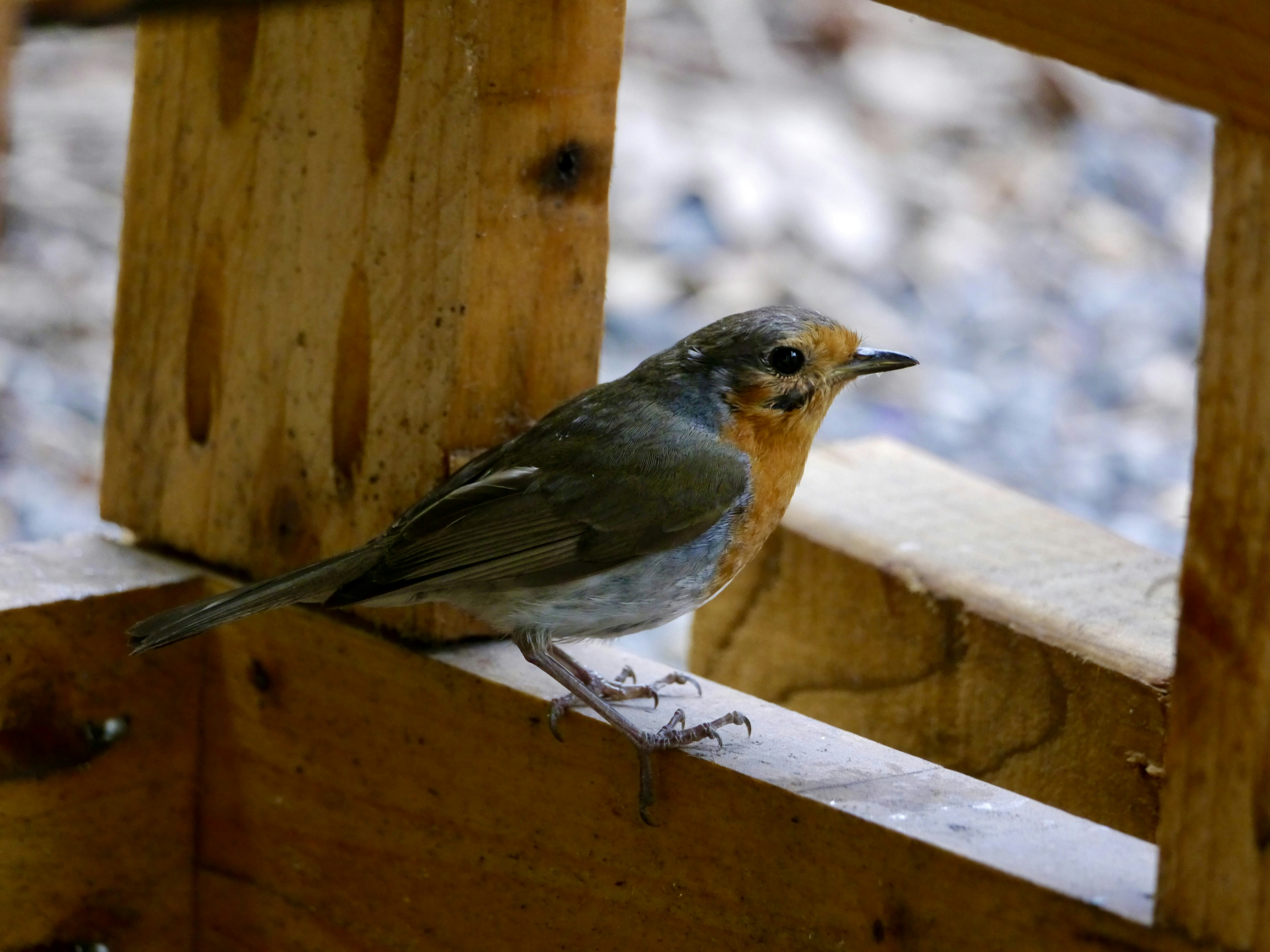 A small bird sitting on a wooden bench