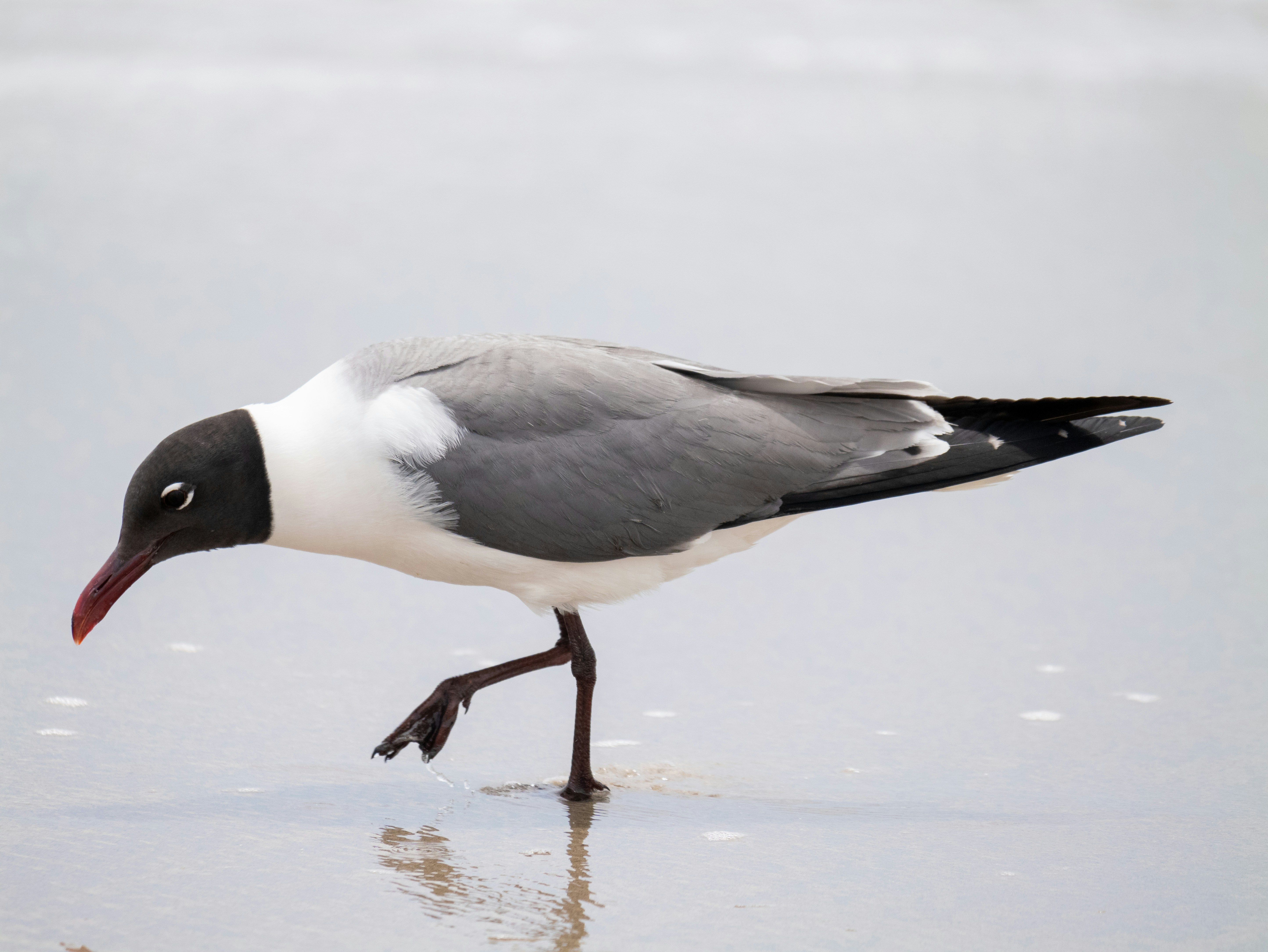 Photo by gabrielalmanzar