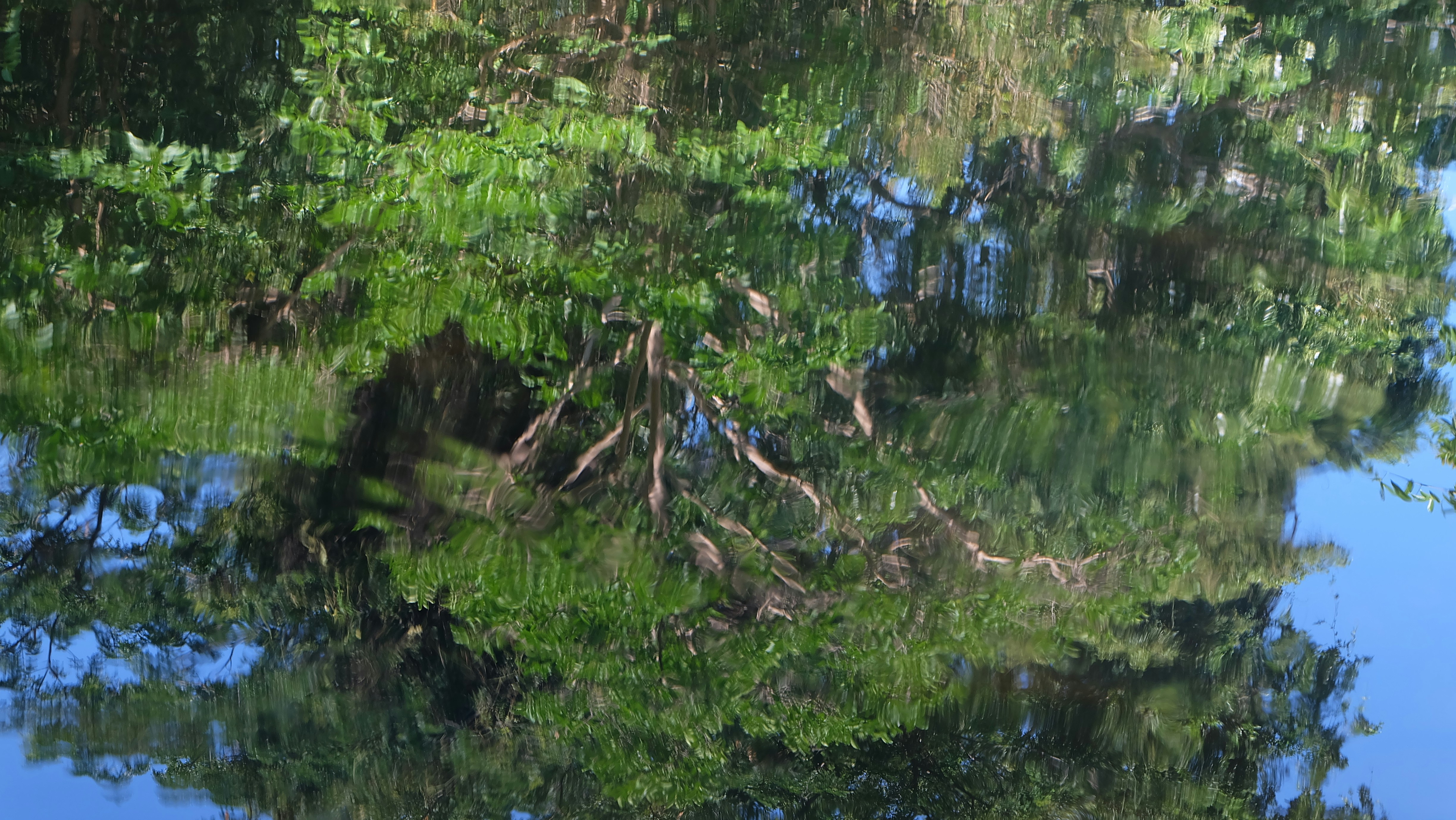 The reflection of trees in the water of a river