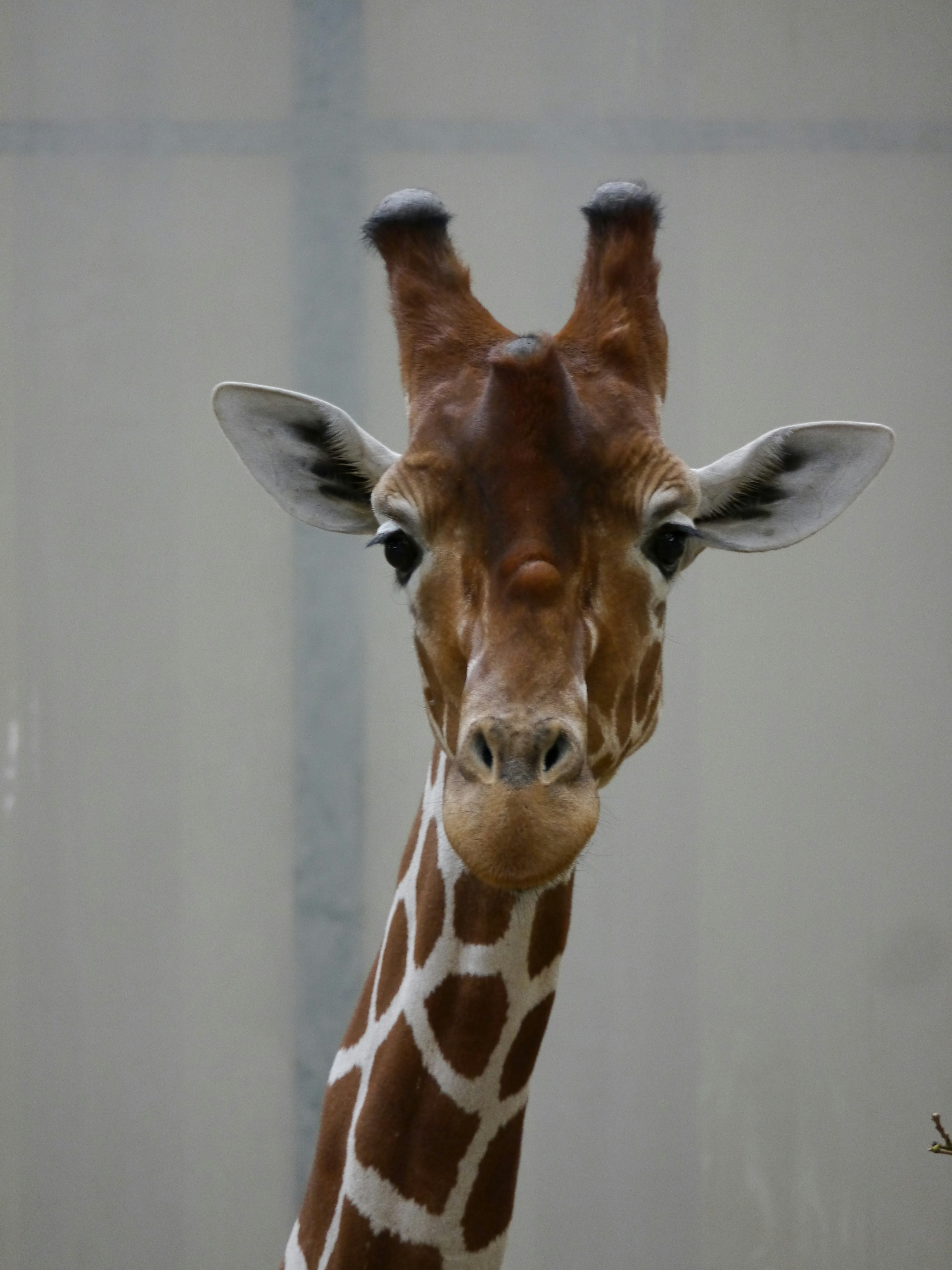 Giraffe Neck Pictures | Download Free Images on Unsplash
