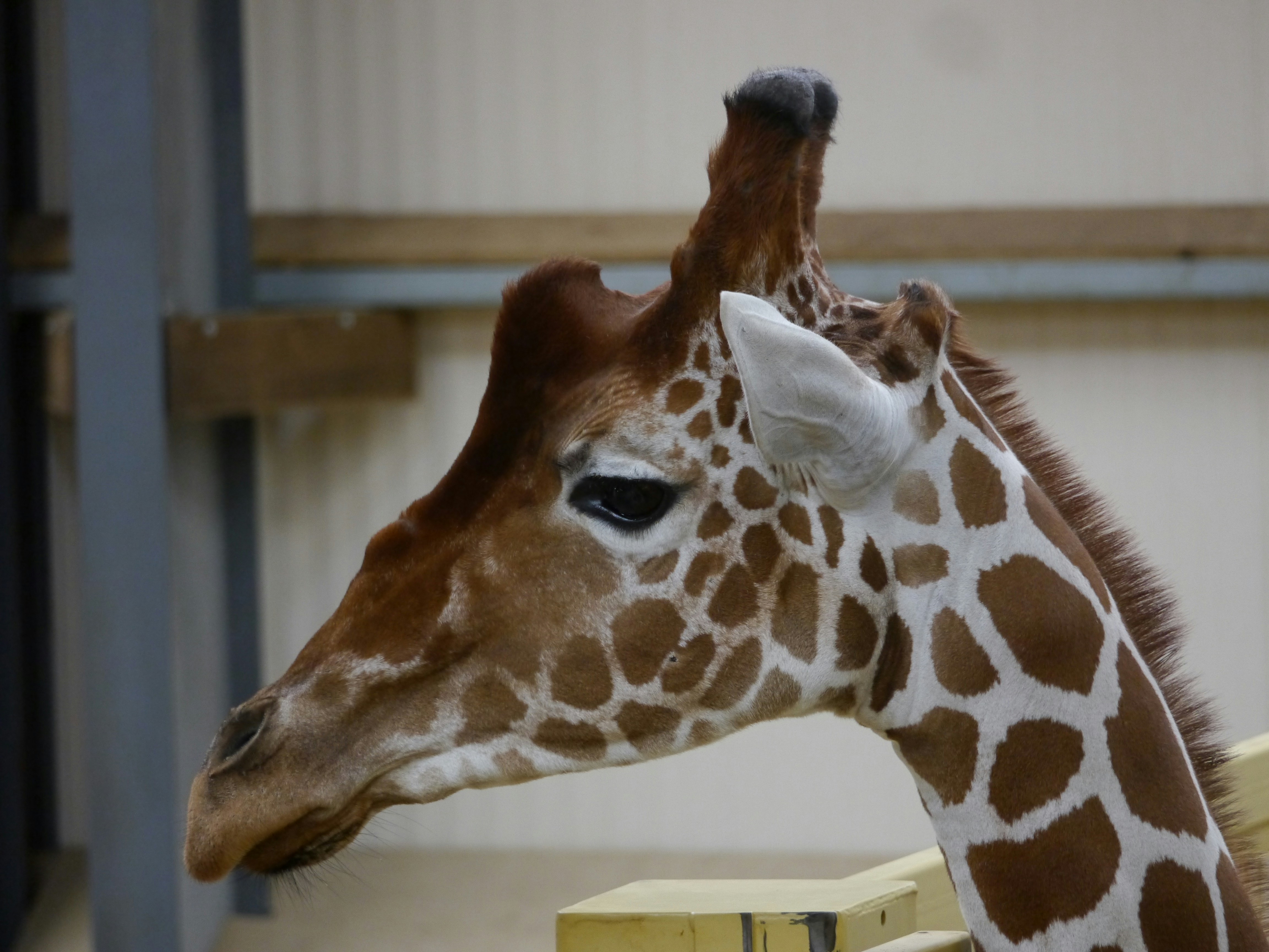 Giraffe Neck Pictures | Download Free Images on Unsplash