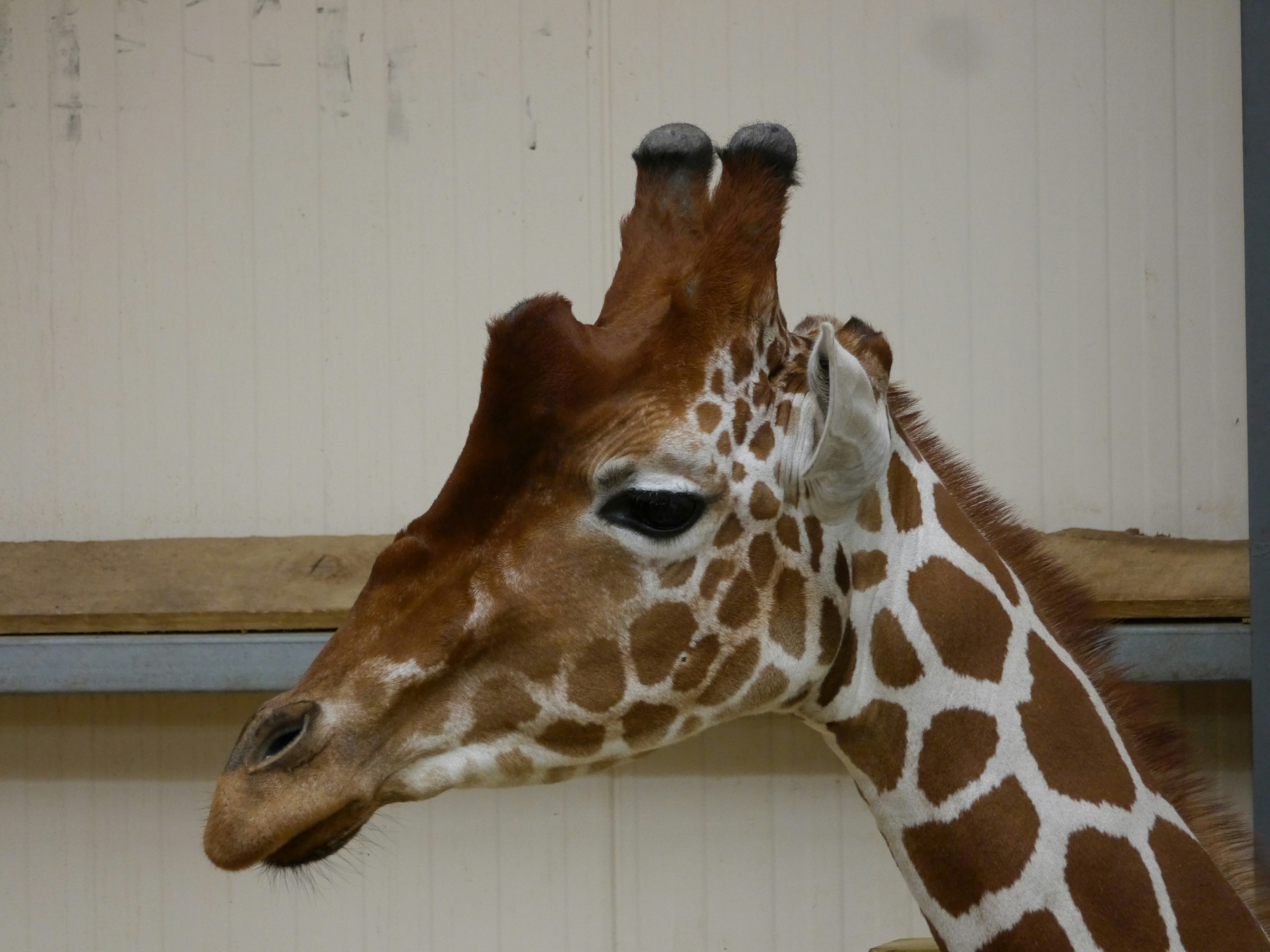 Giraffe Neck Pictures | Download Free Images on Unsplash