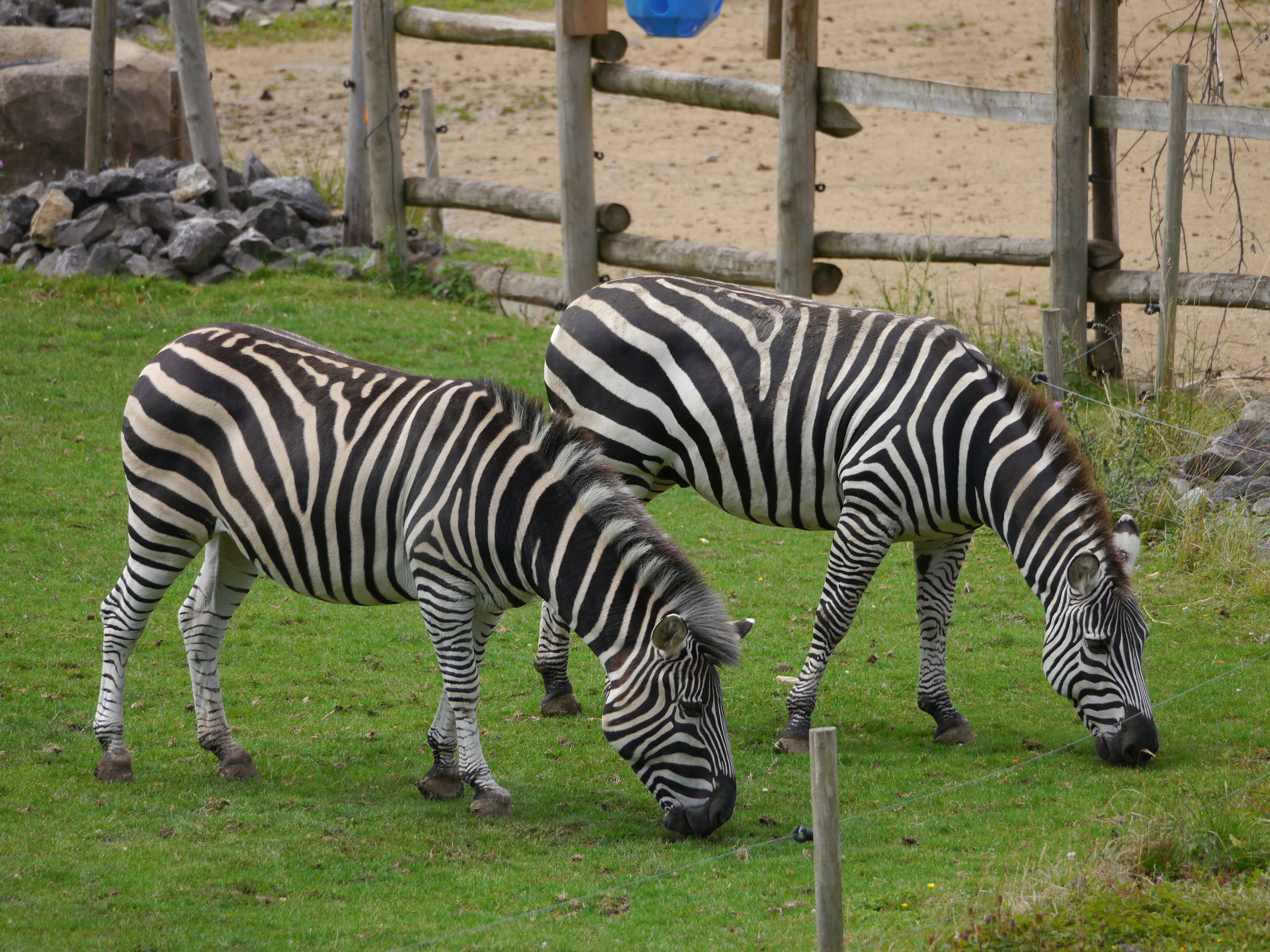 Two zebras eating grass in a fenced in area