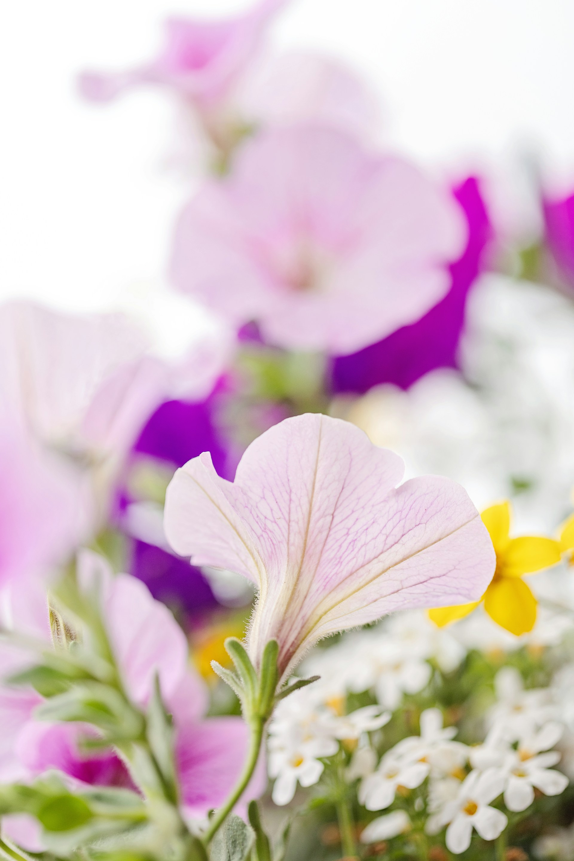 A bunch of flowers that are in a vase