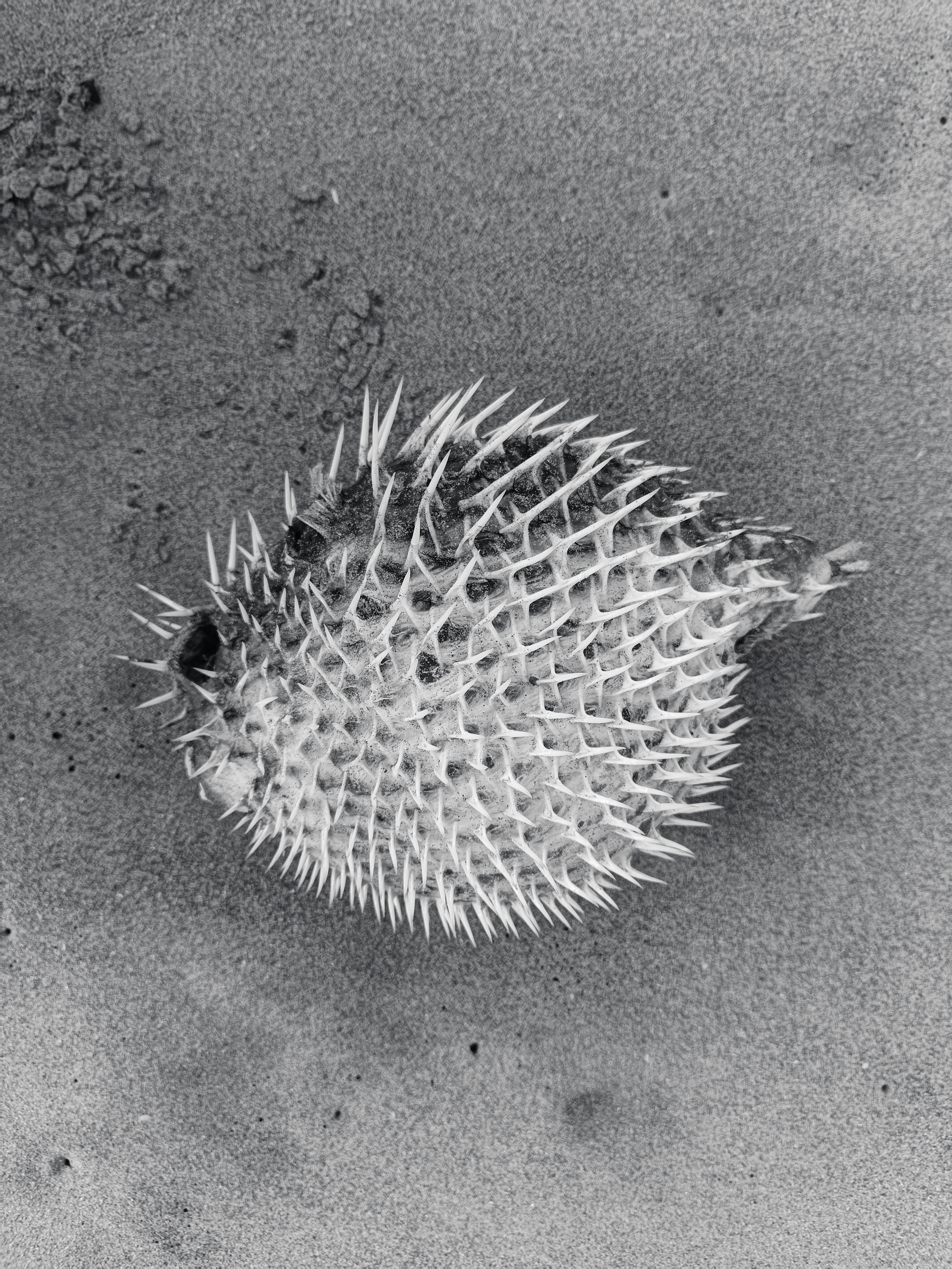 A puffer fish in the sand on a beach