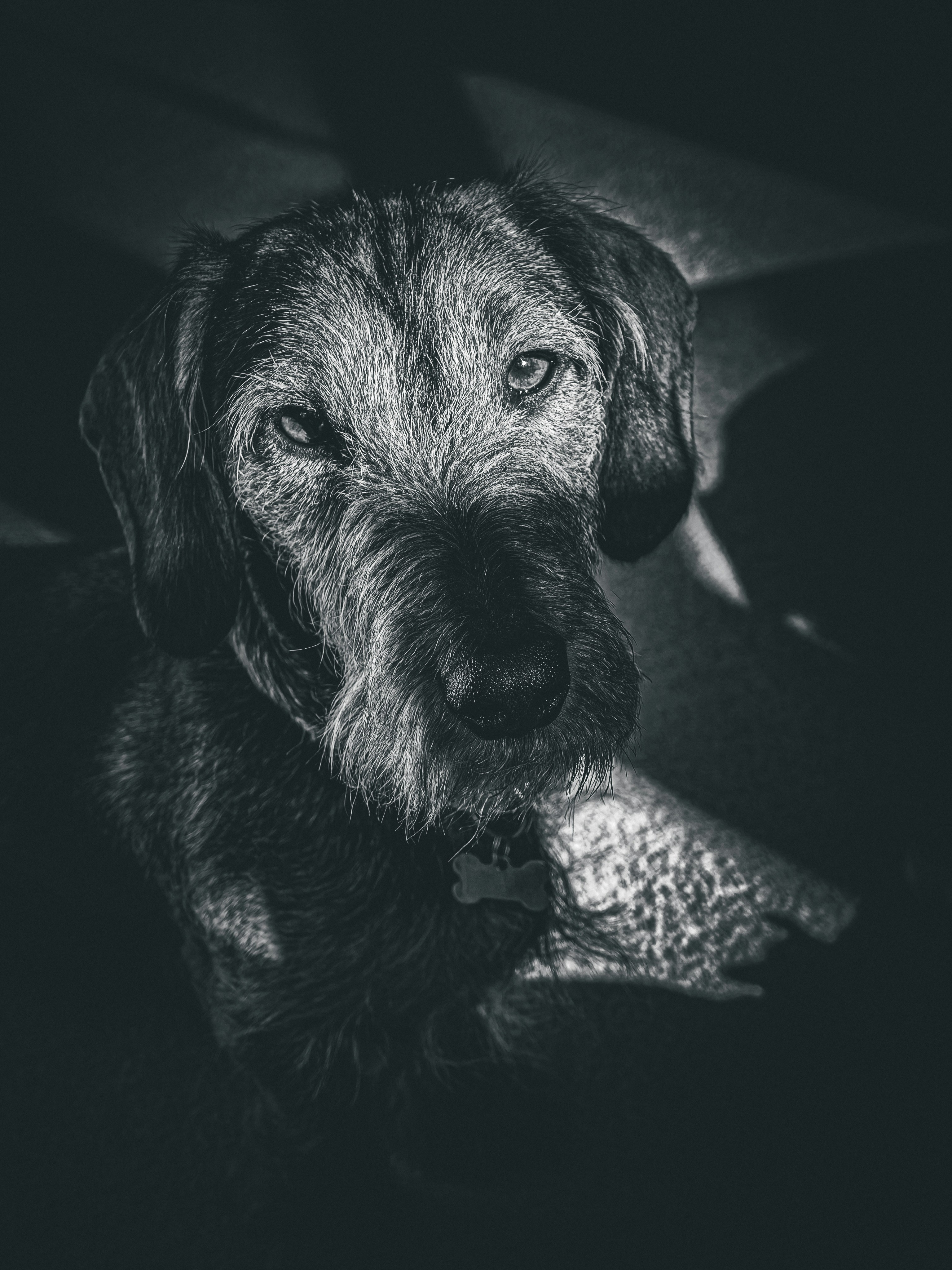 Foto hitam putih anjing