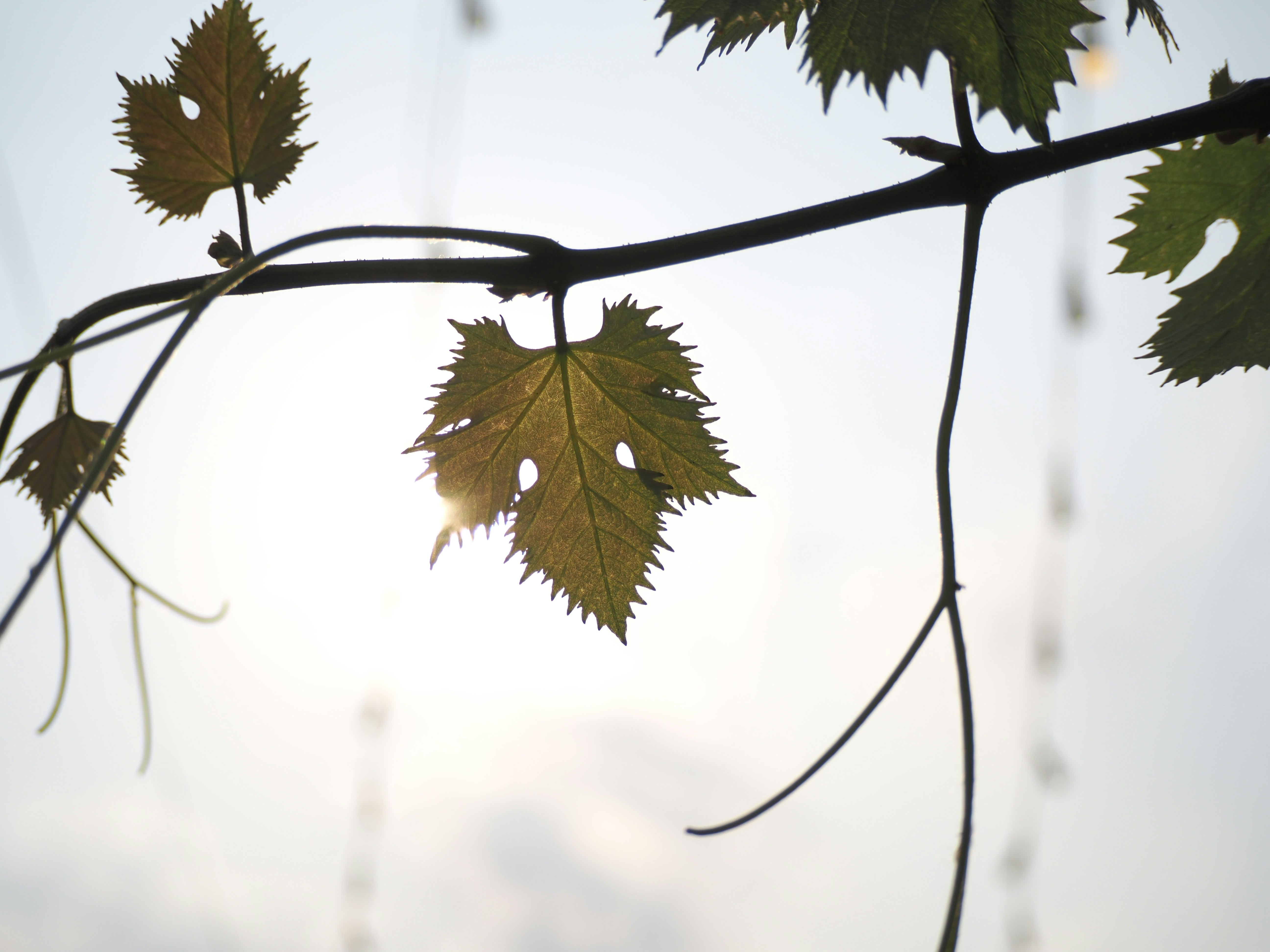 Photo by liangzi666