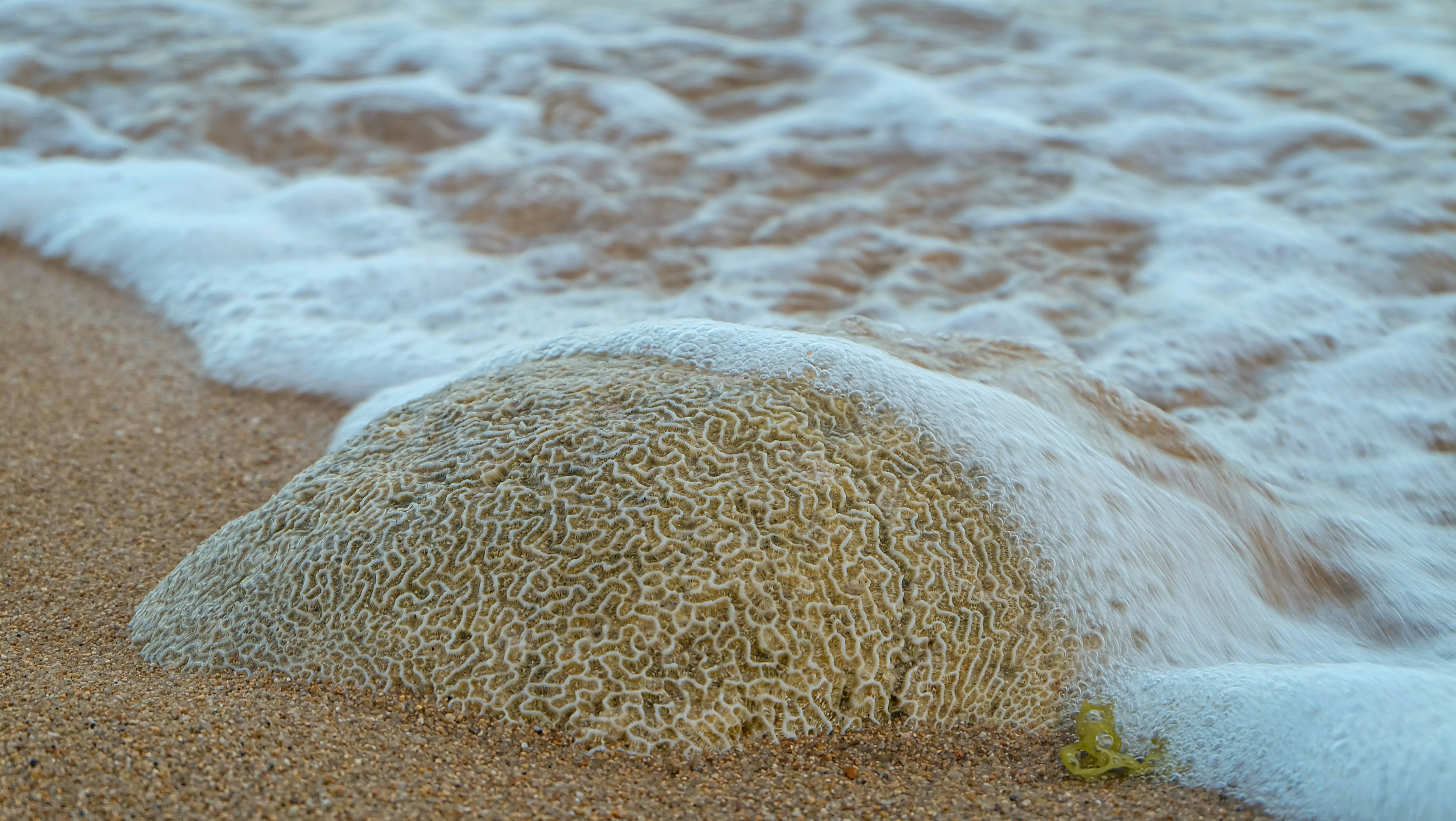 A close up of a rock on a beach near the ocean