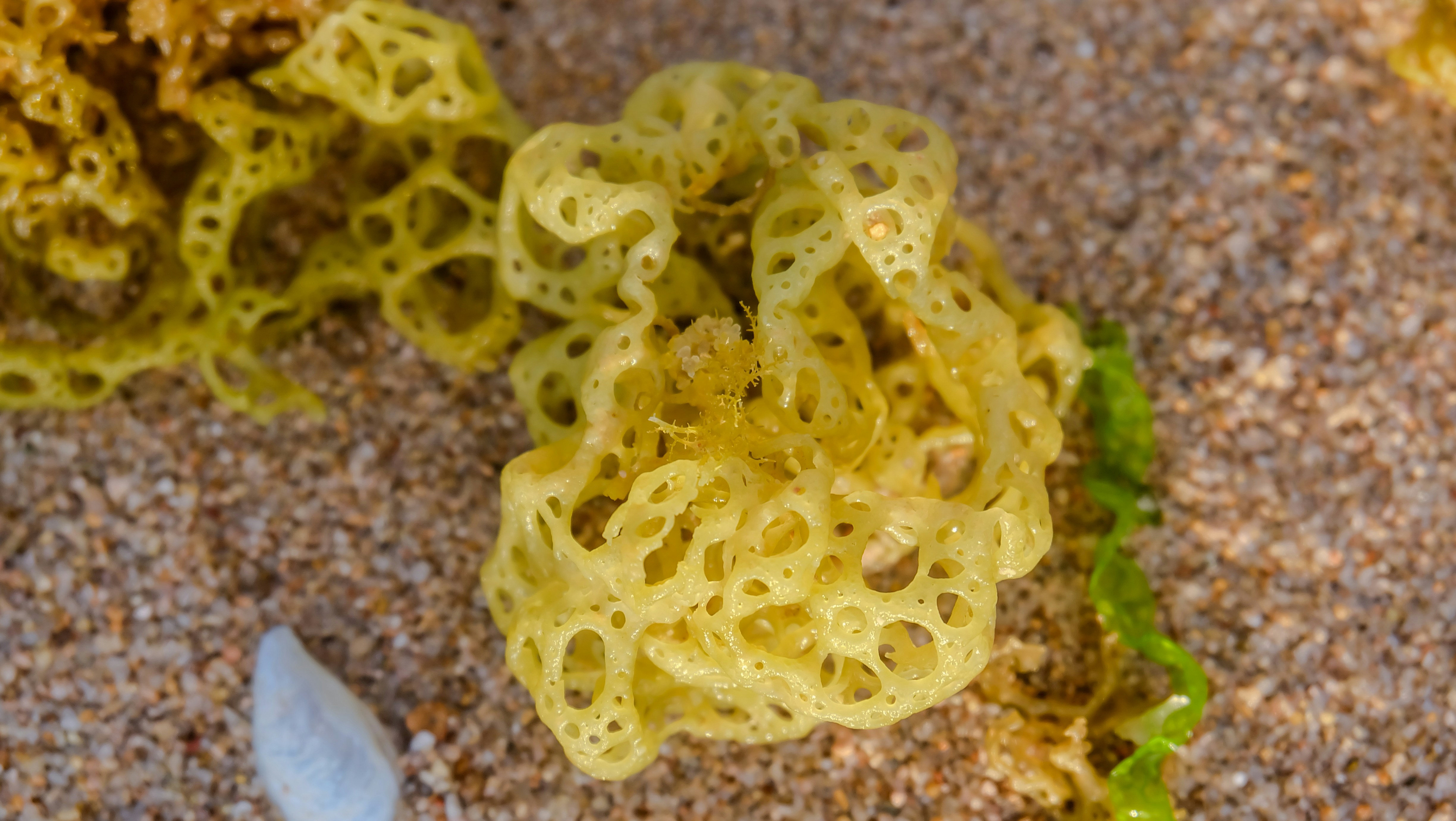 The Golden Truth: Unveiling the Golden Sea Cucumber Benefits for Optimal Health