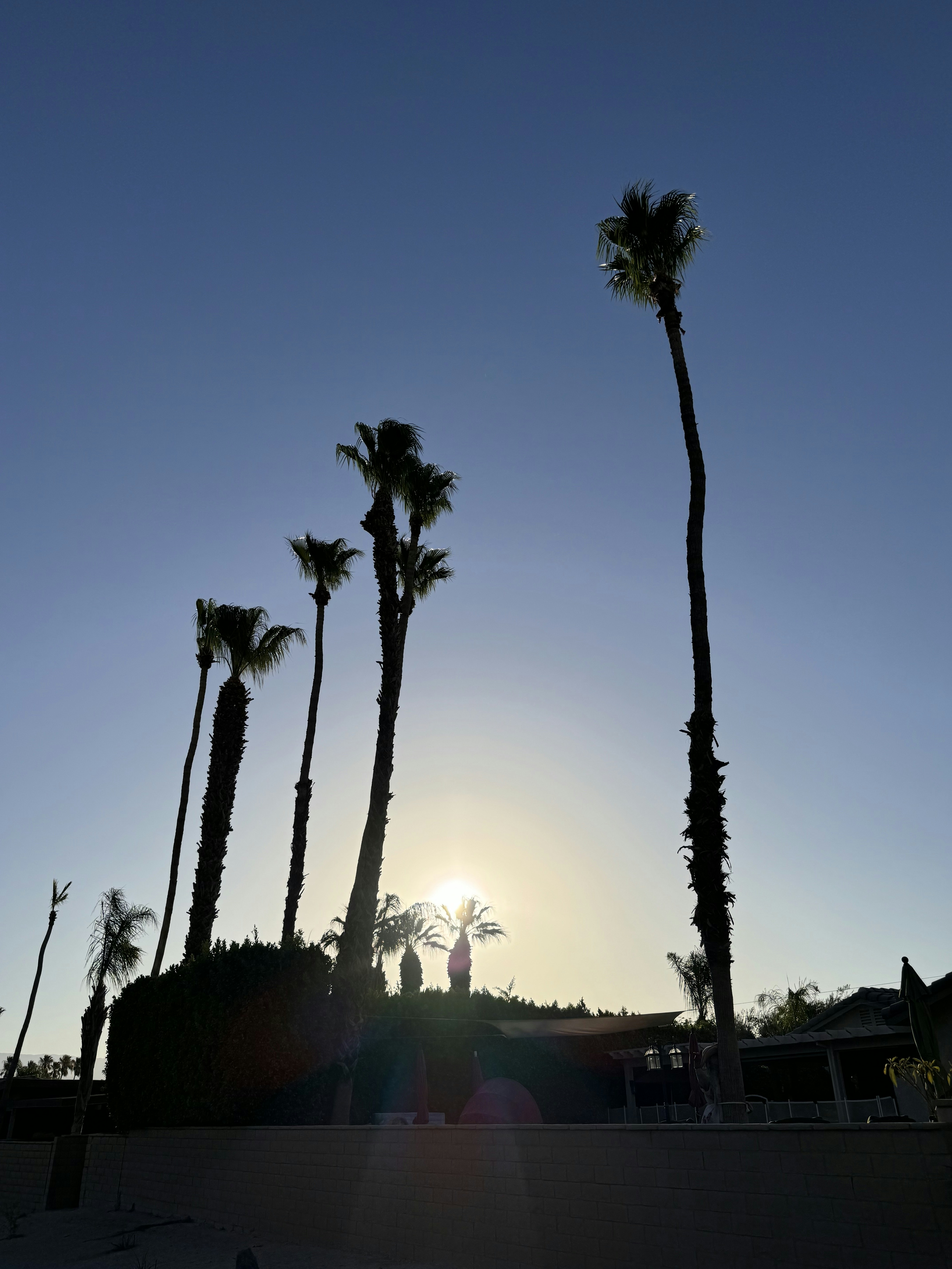 A couple of palm trees sitting next to each other
