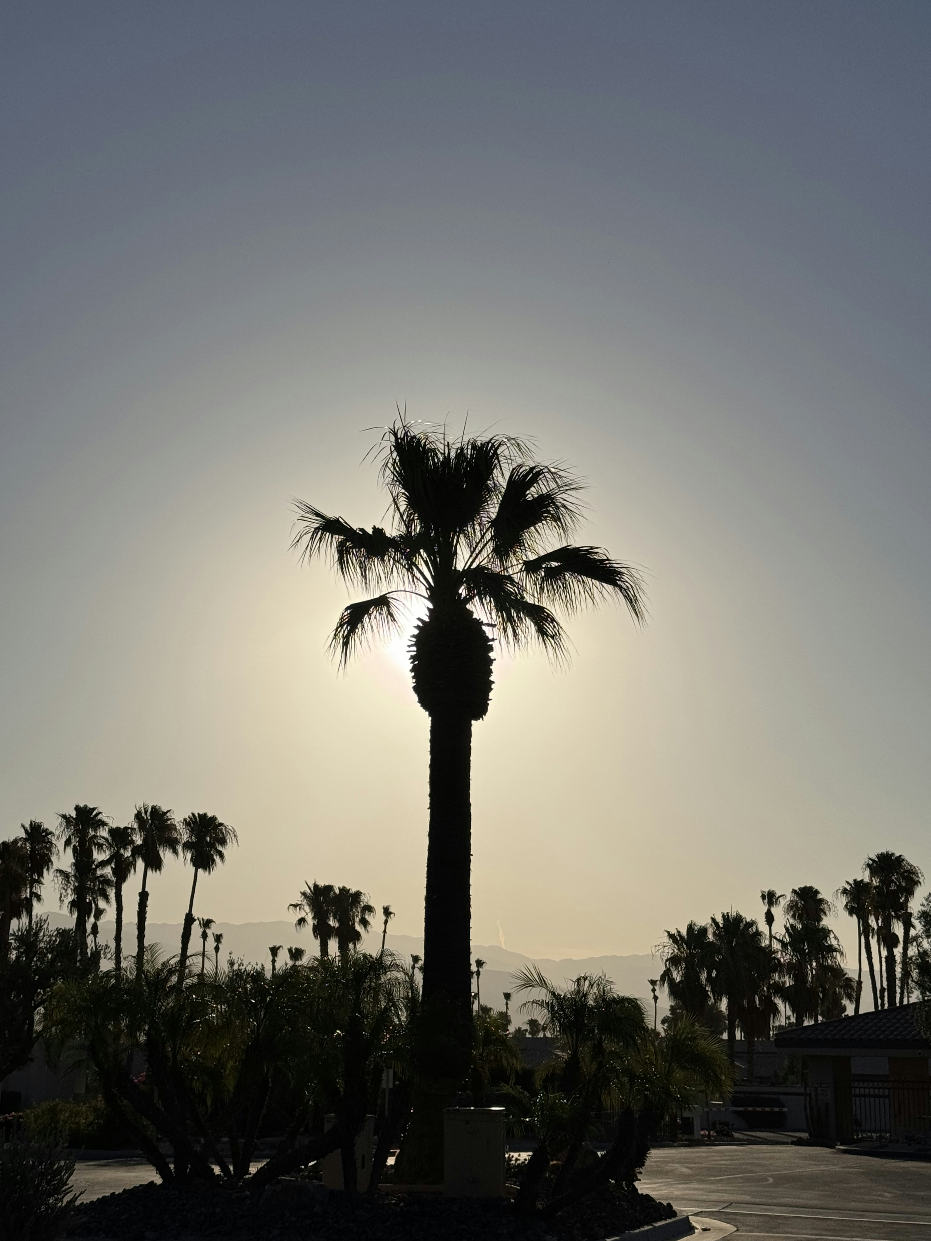 A tall palm tree sitting next to a parking lot