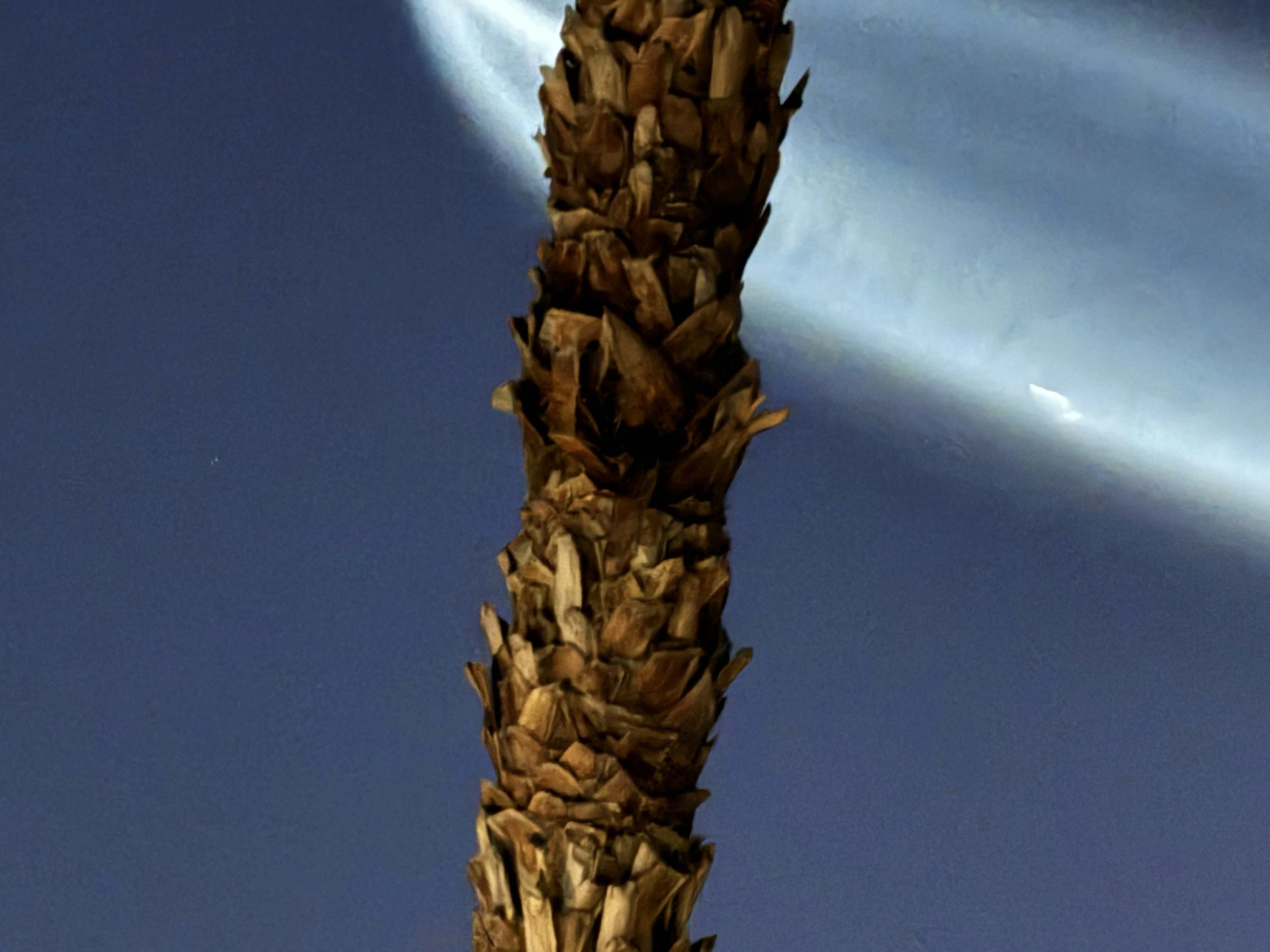 A tall palm tree with a blue sky in the background
