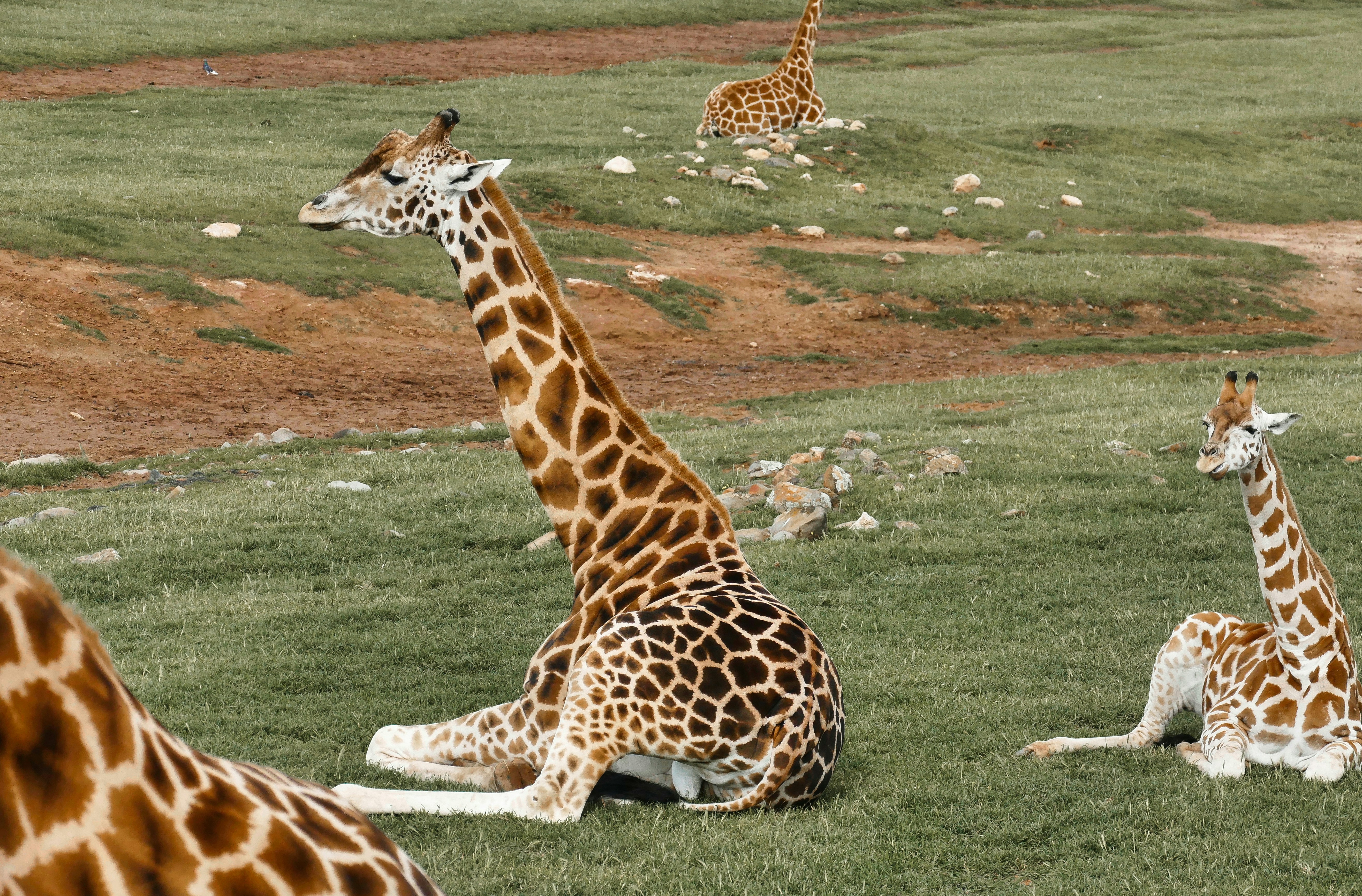 Stress Affects Their Sleep Just Like Humans (image credits: unsplash)