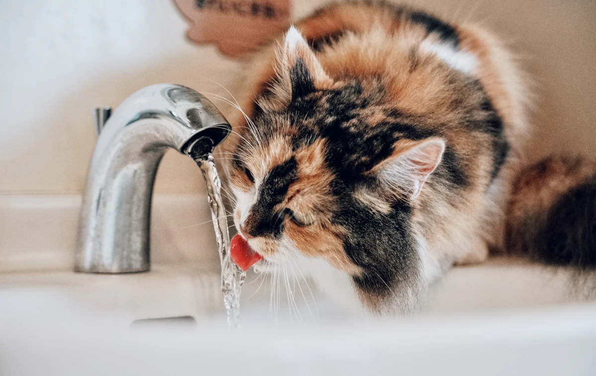 Gatto che beve acqua da un rubinetto in bagno