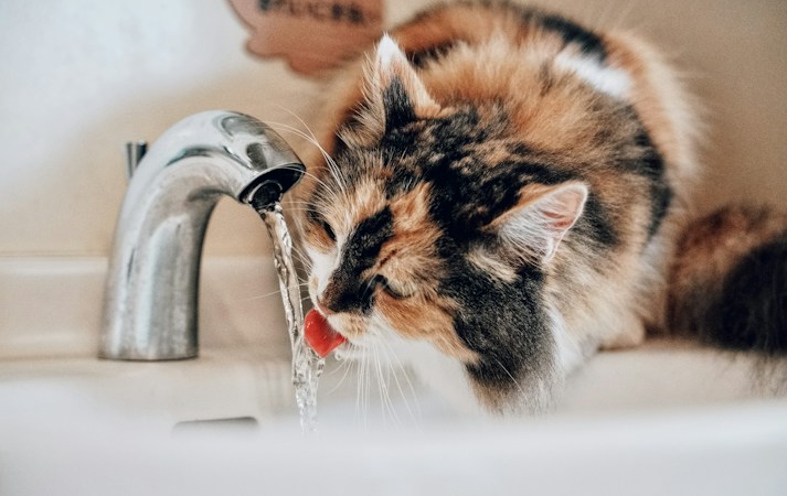 Long-haired calico cat lapping a thin stream of water from a chrome bathroom faucet