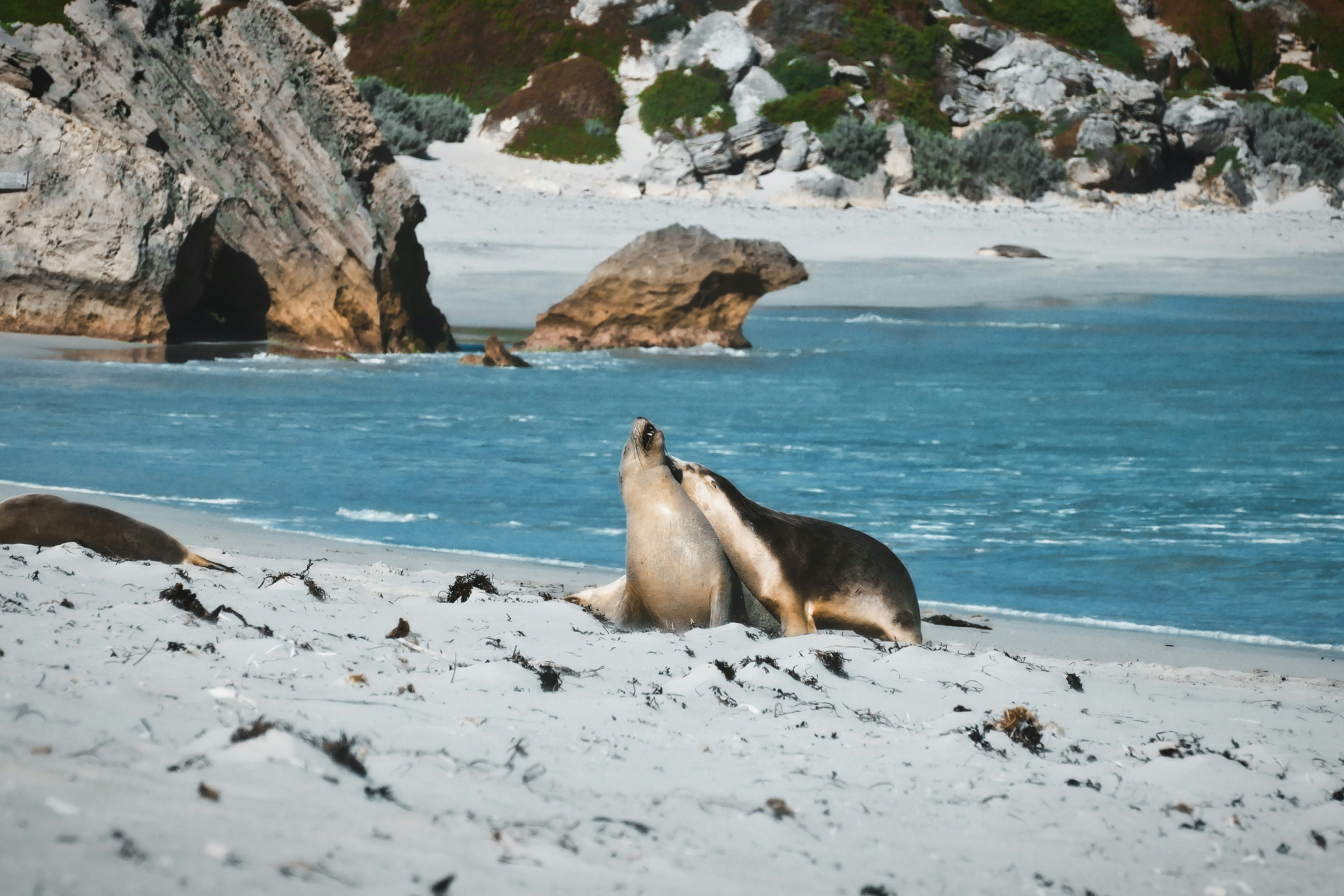 A couple of sea lions laying on top of a sandy beach