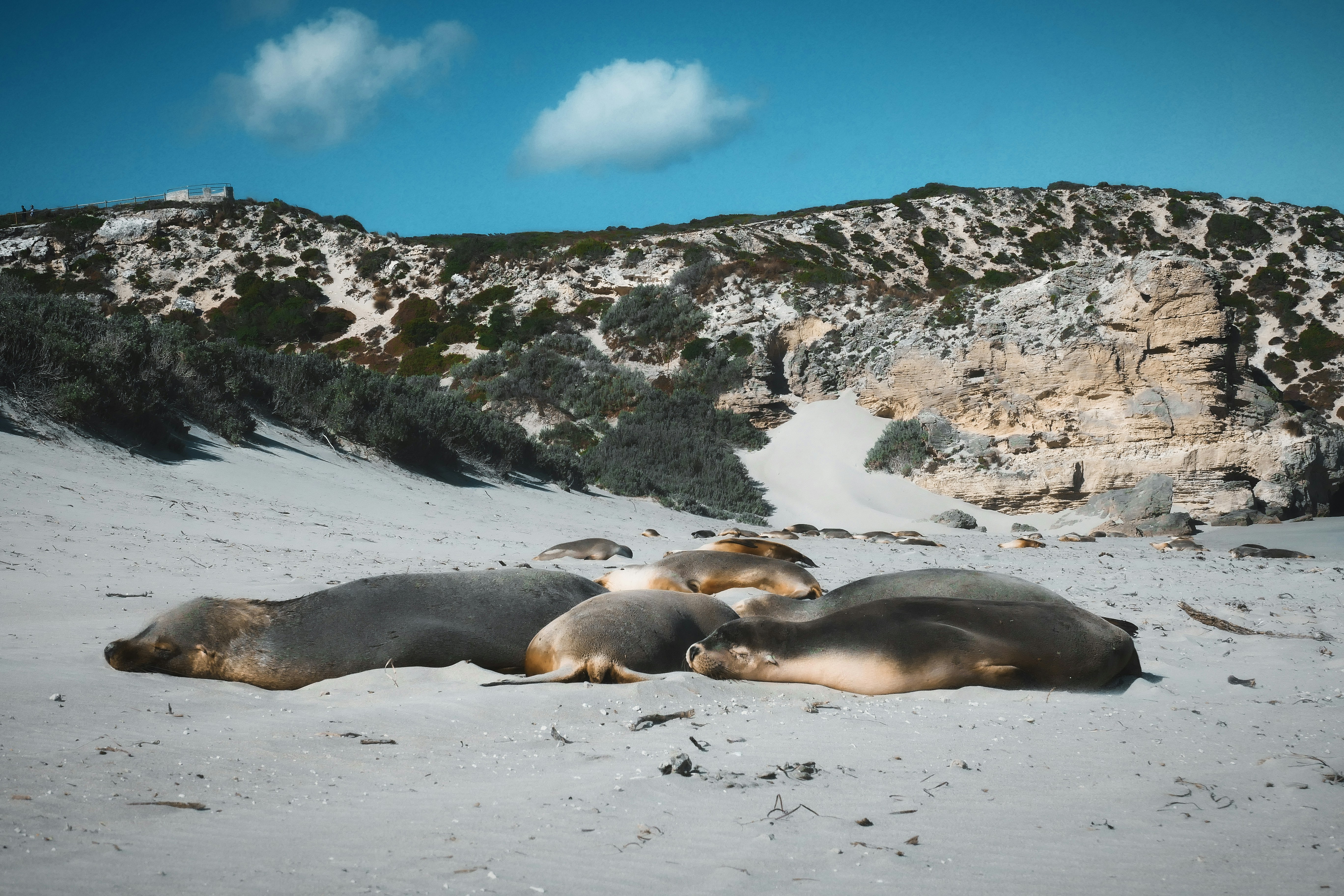 Flinders Island's Wilderness, Australia - Resting Sea Lions on Kangaroo Island