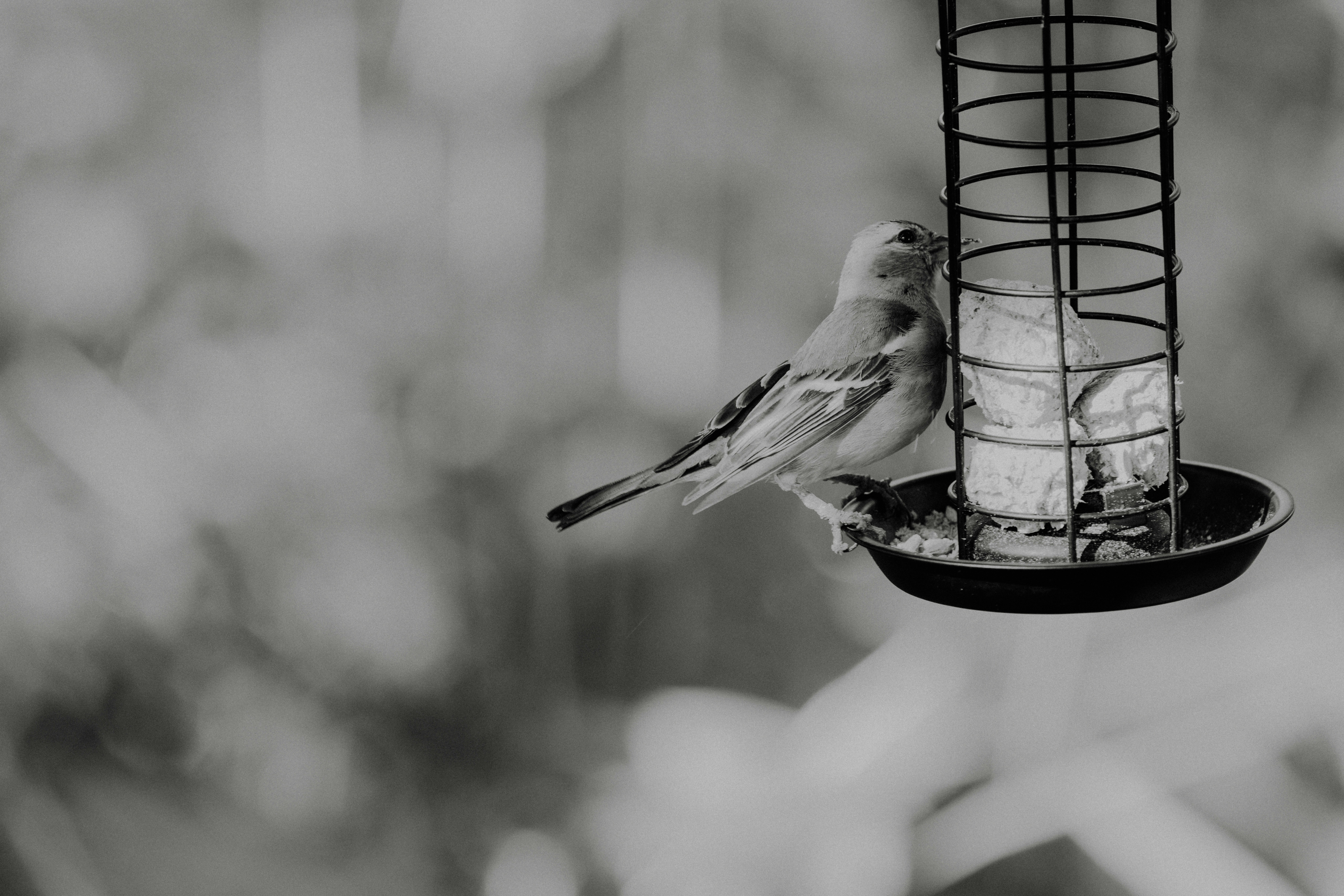 How to Boost a Bird