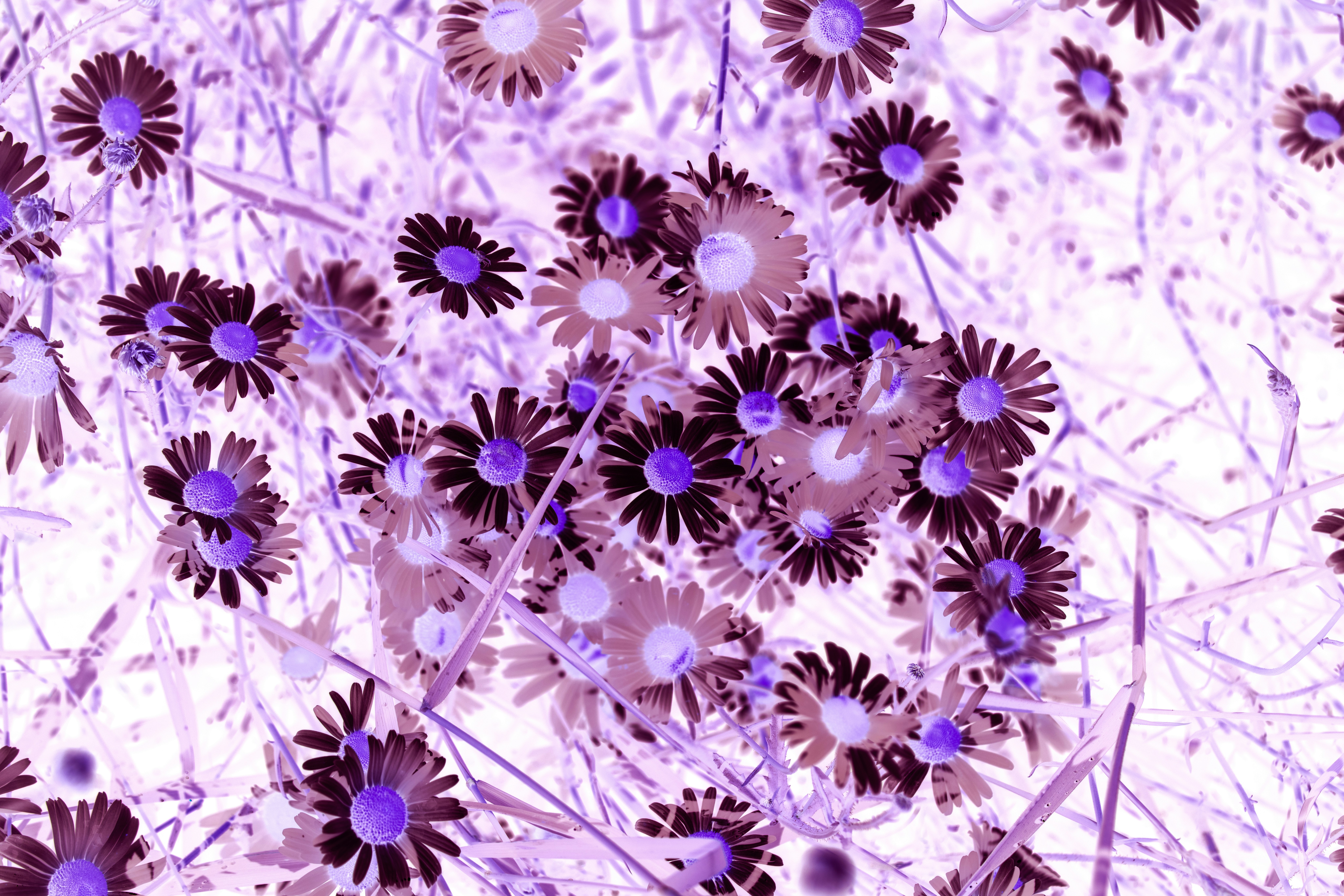 A bunch of flowers that are in the grass