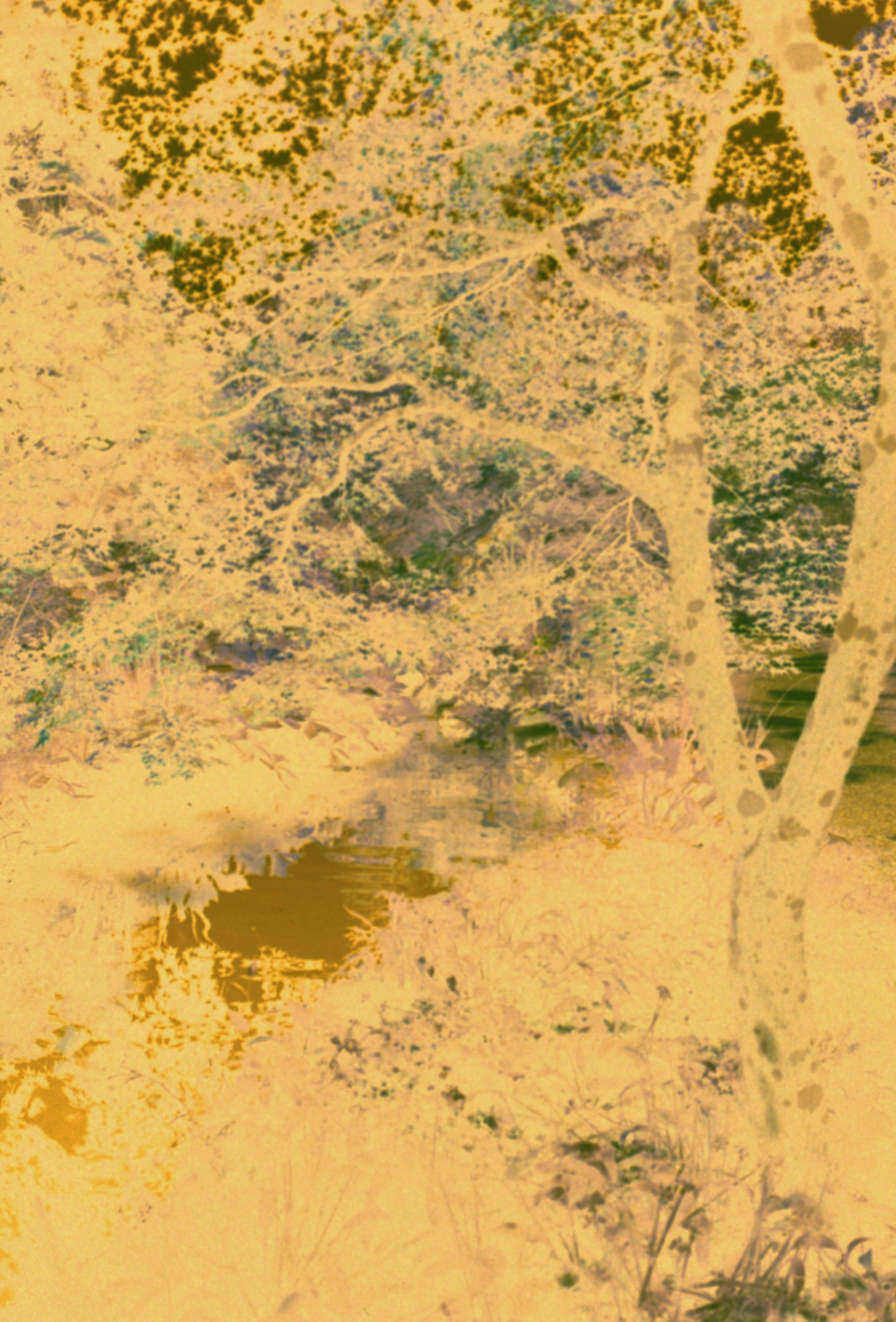 A painting of a tree and a body of water