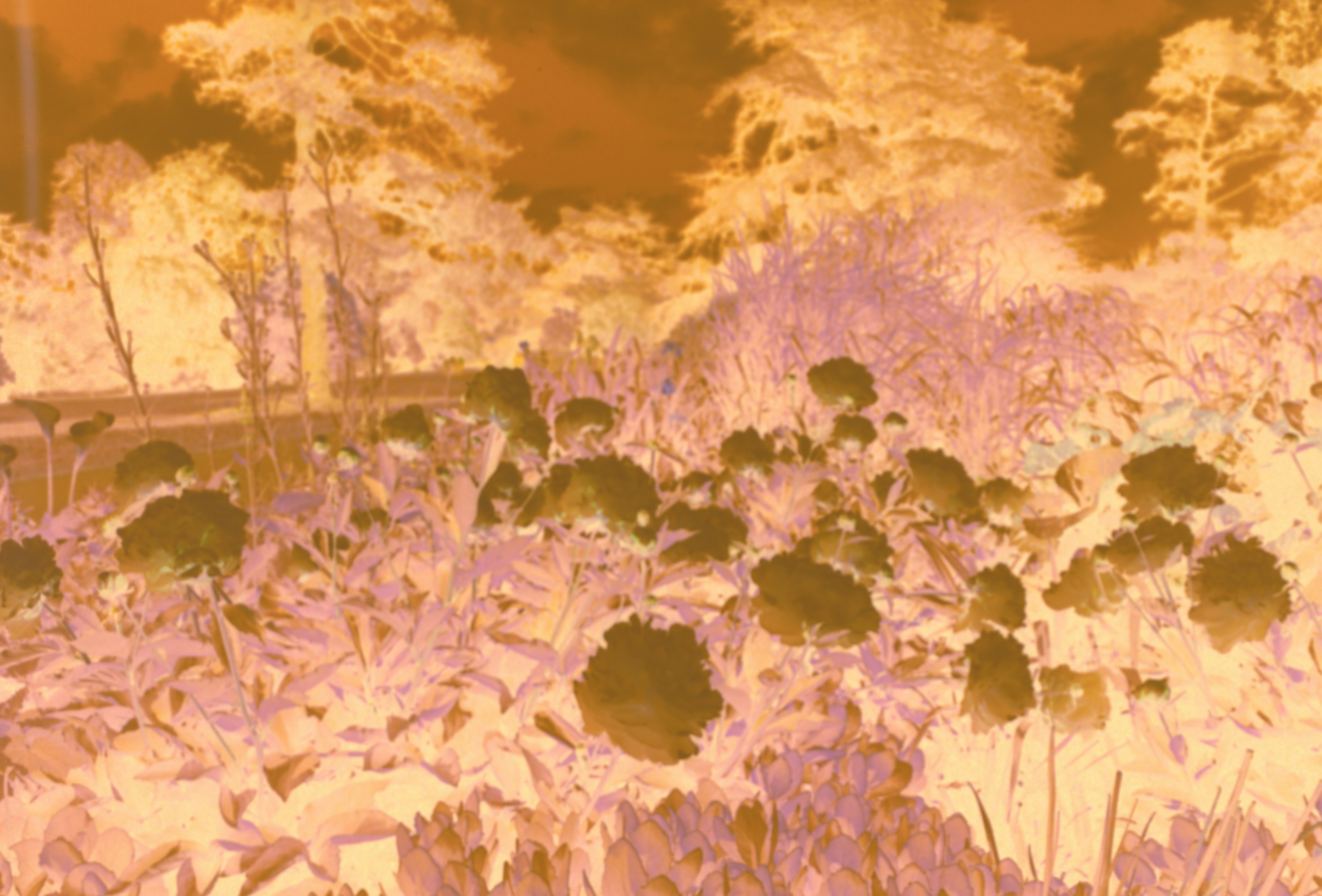 Photo by anniespratt