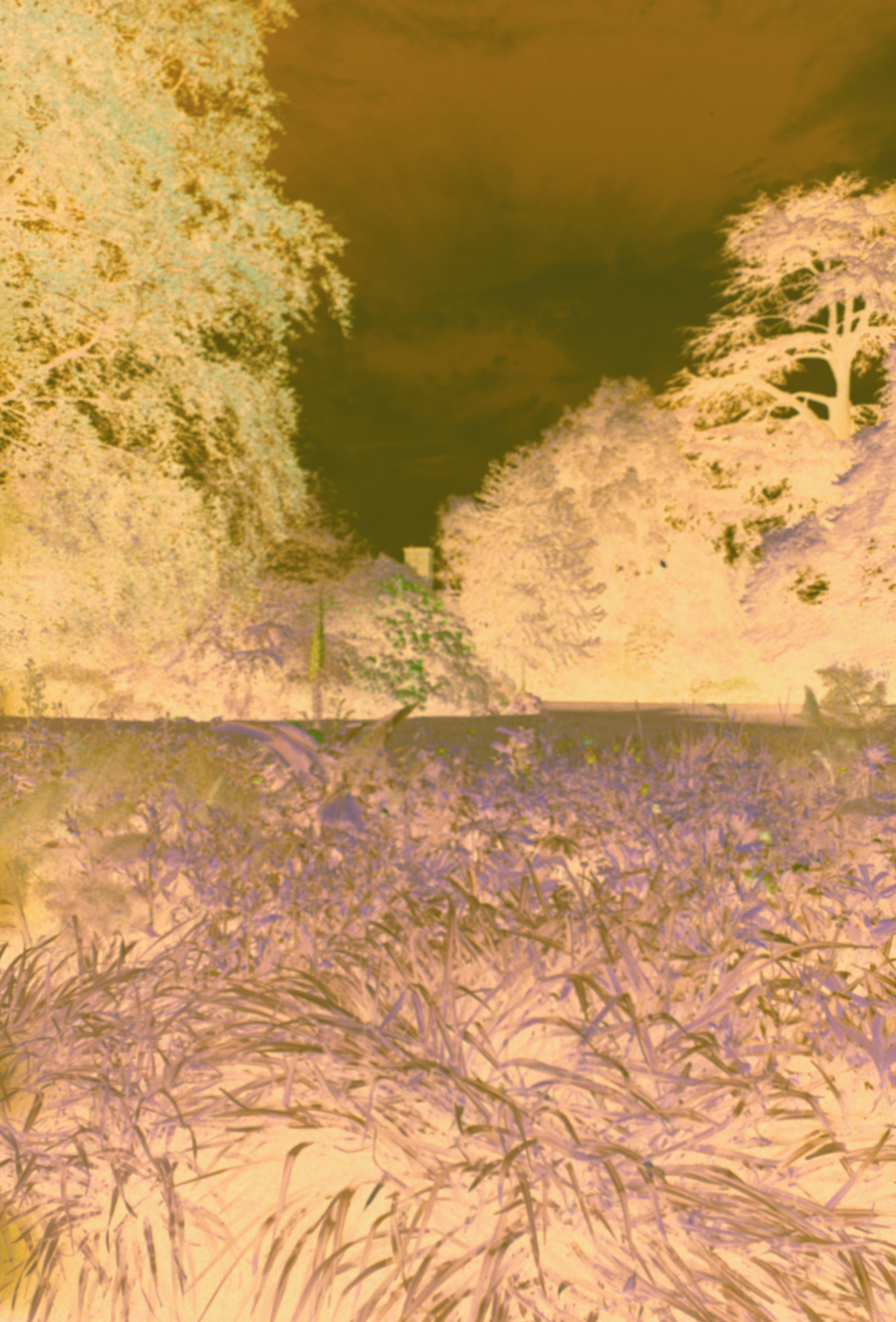 A blurry photo of a field with trees and grass