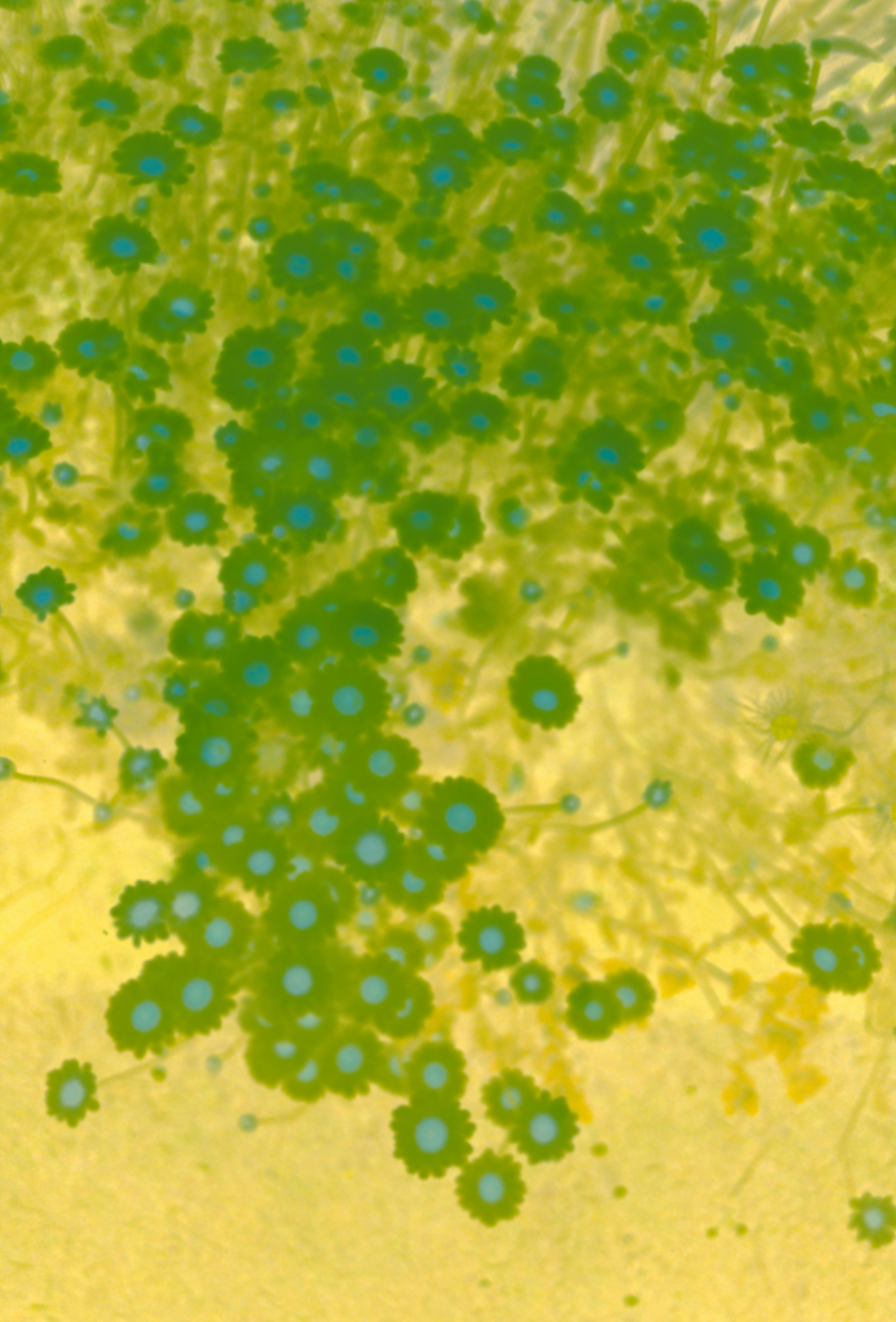 Photo by anniespratt