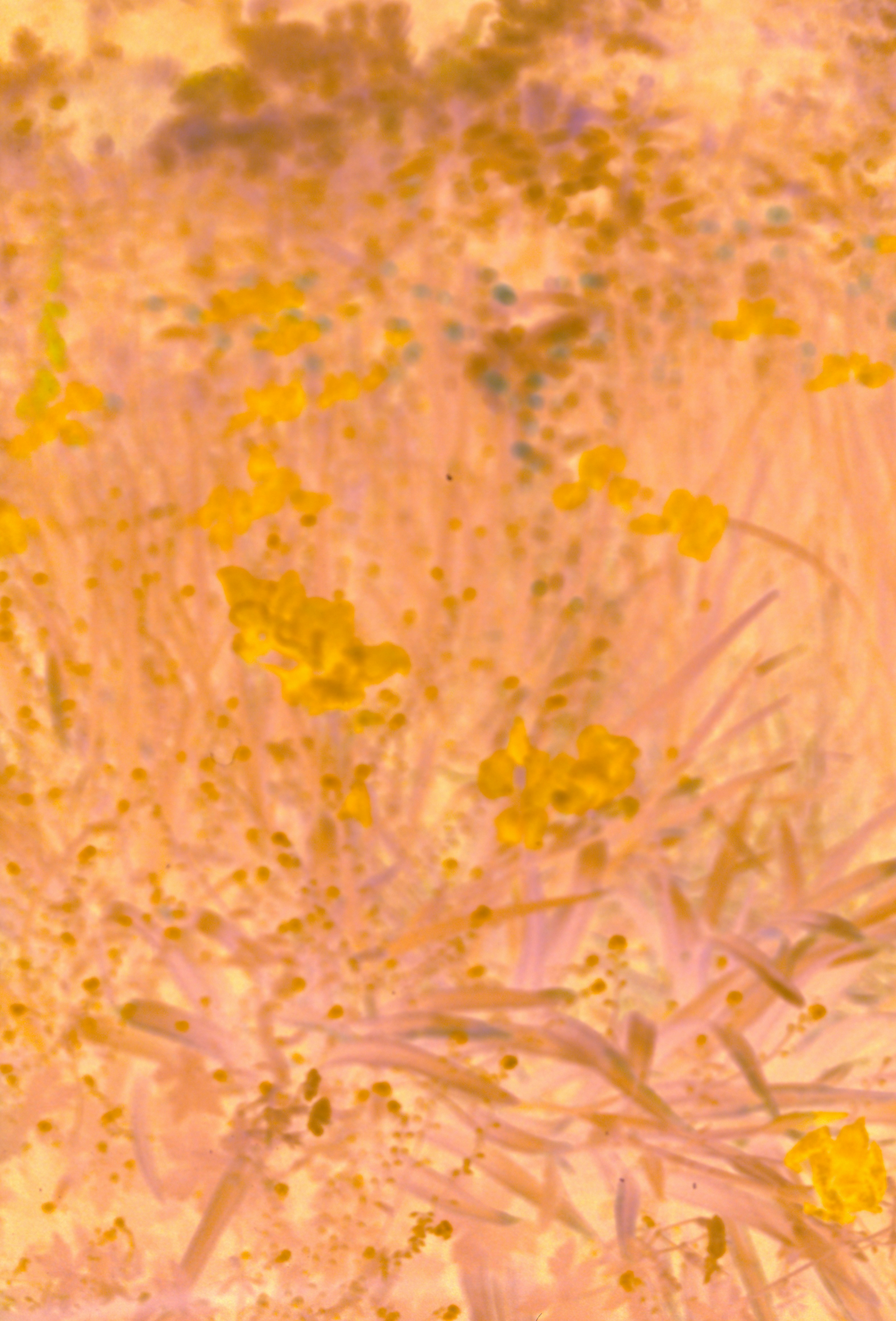 A painting of yellow and purple flowers in a field