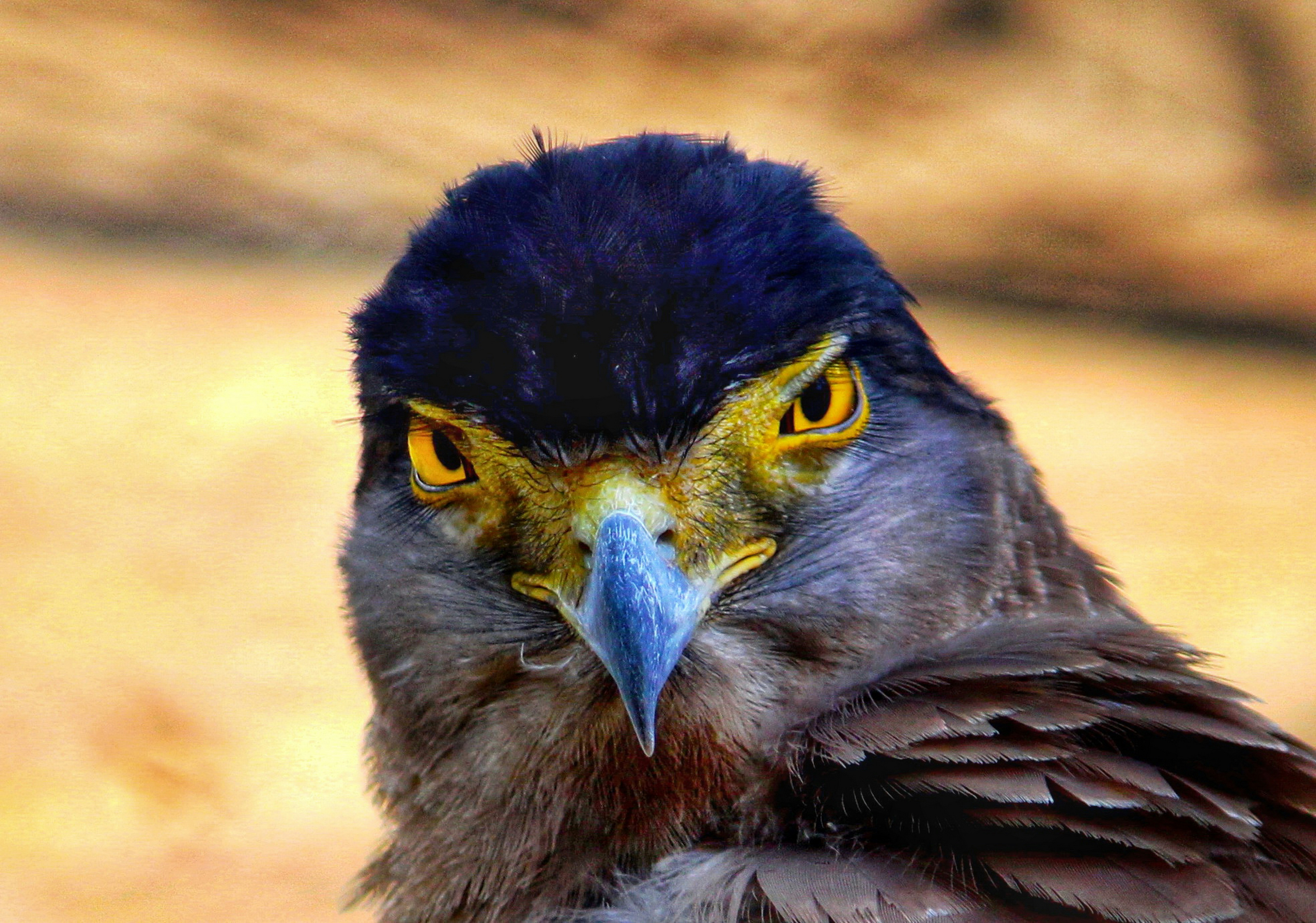 A close up of a bird of prey