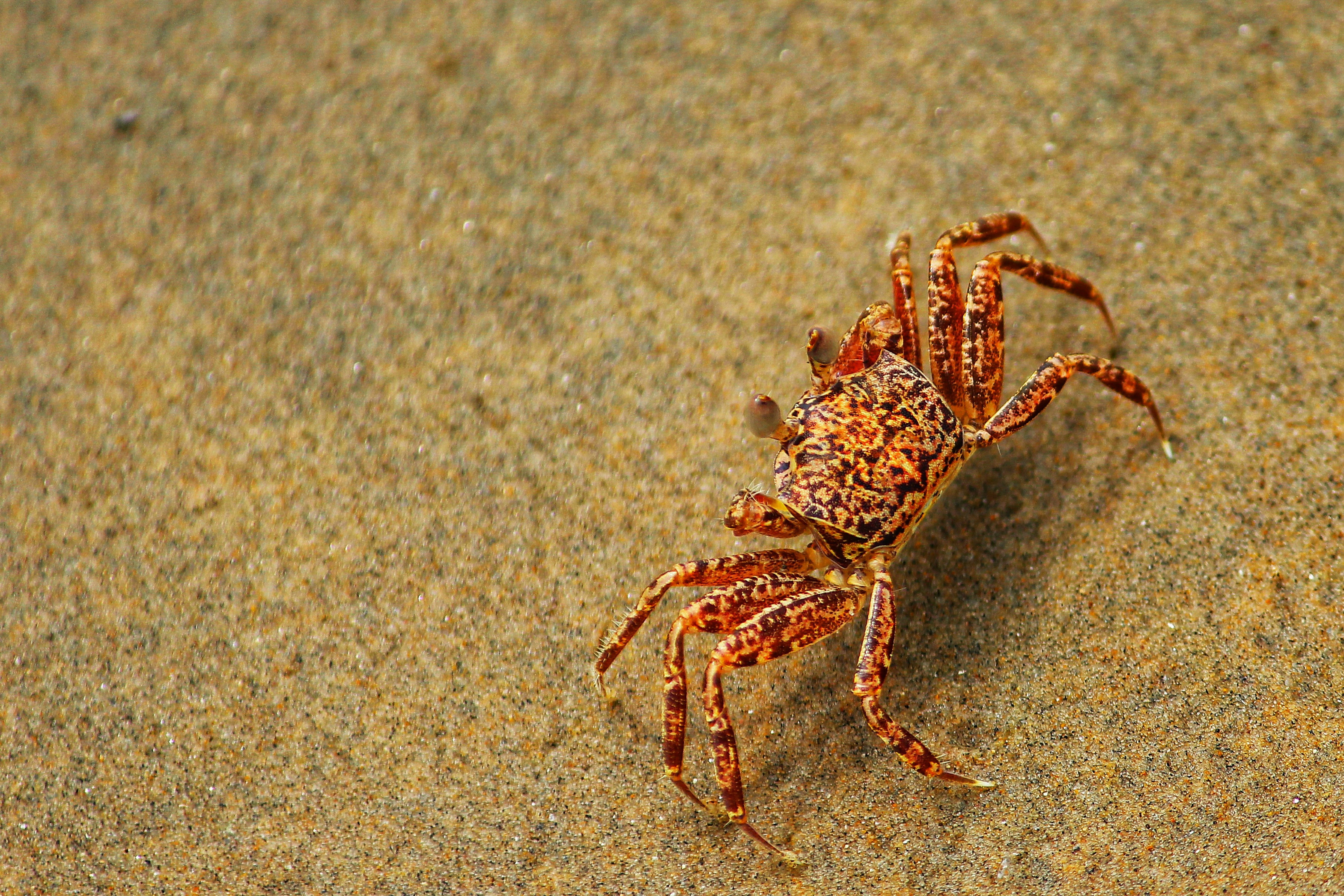 Photo by dibakar16roy