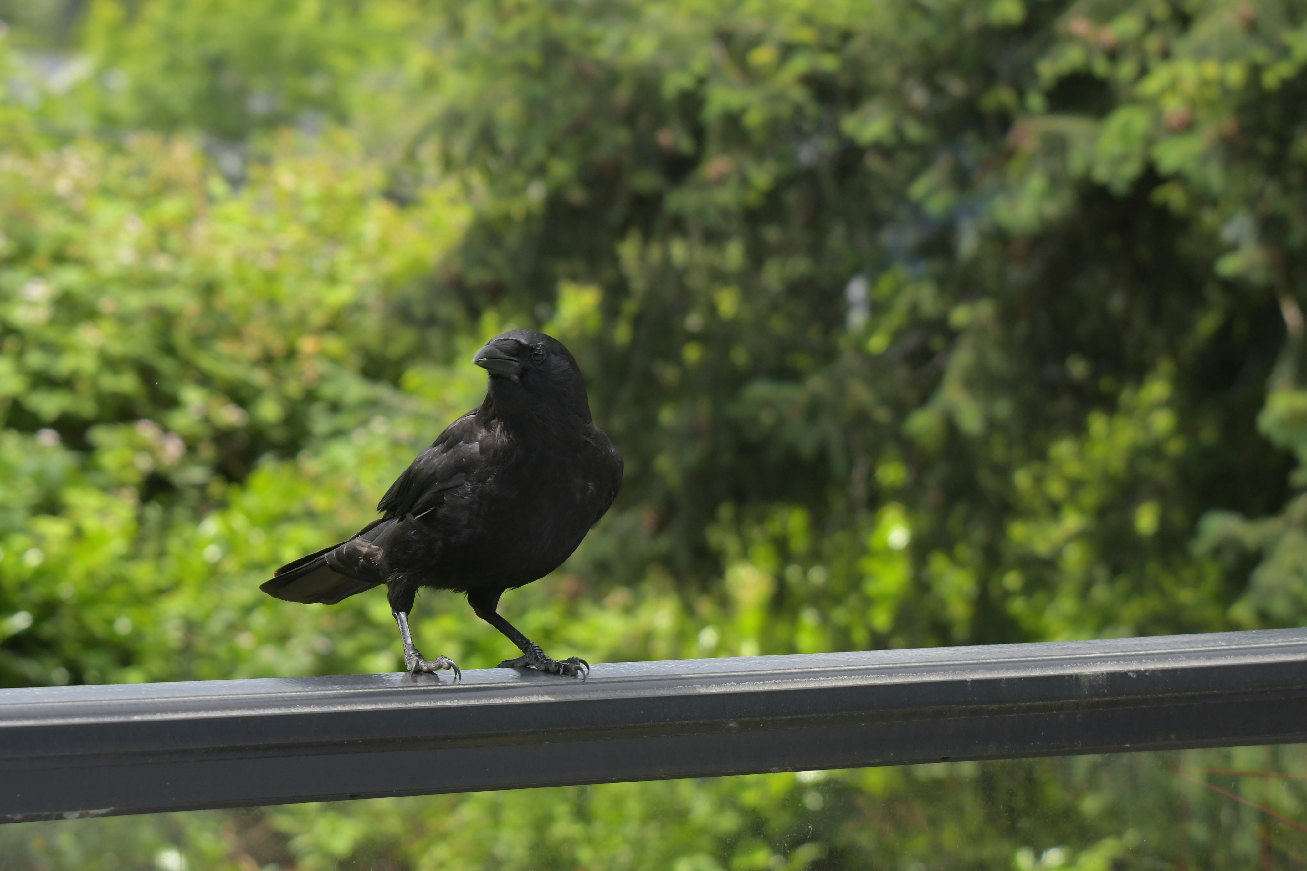 Counting in the Wild: Practical Applications (image credits: unsplash)
