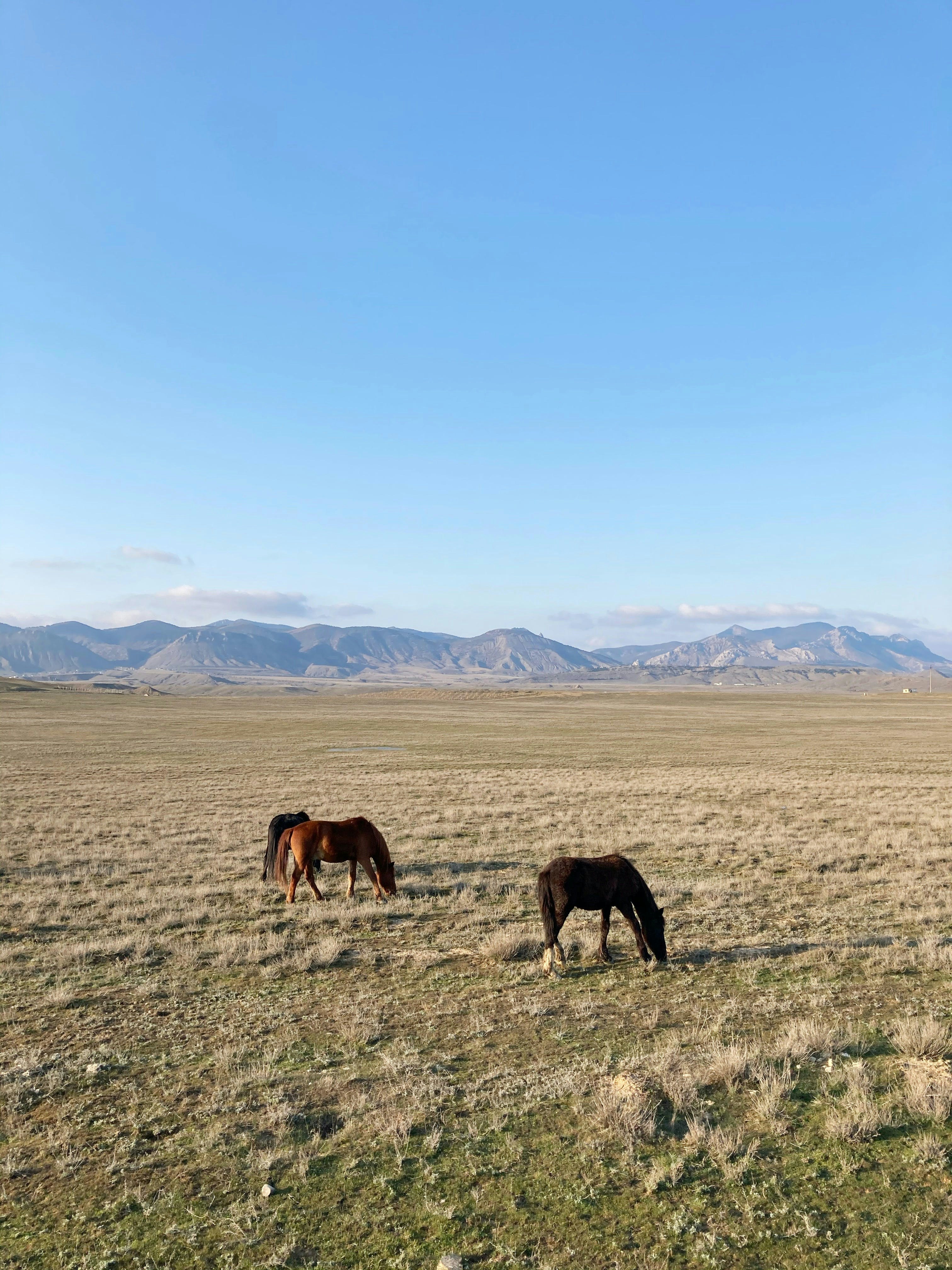 Two horses grazing in a field with mountains in the background