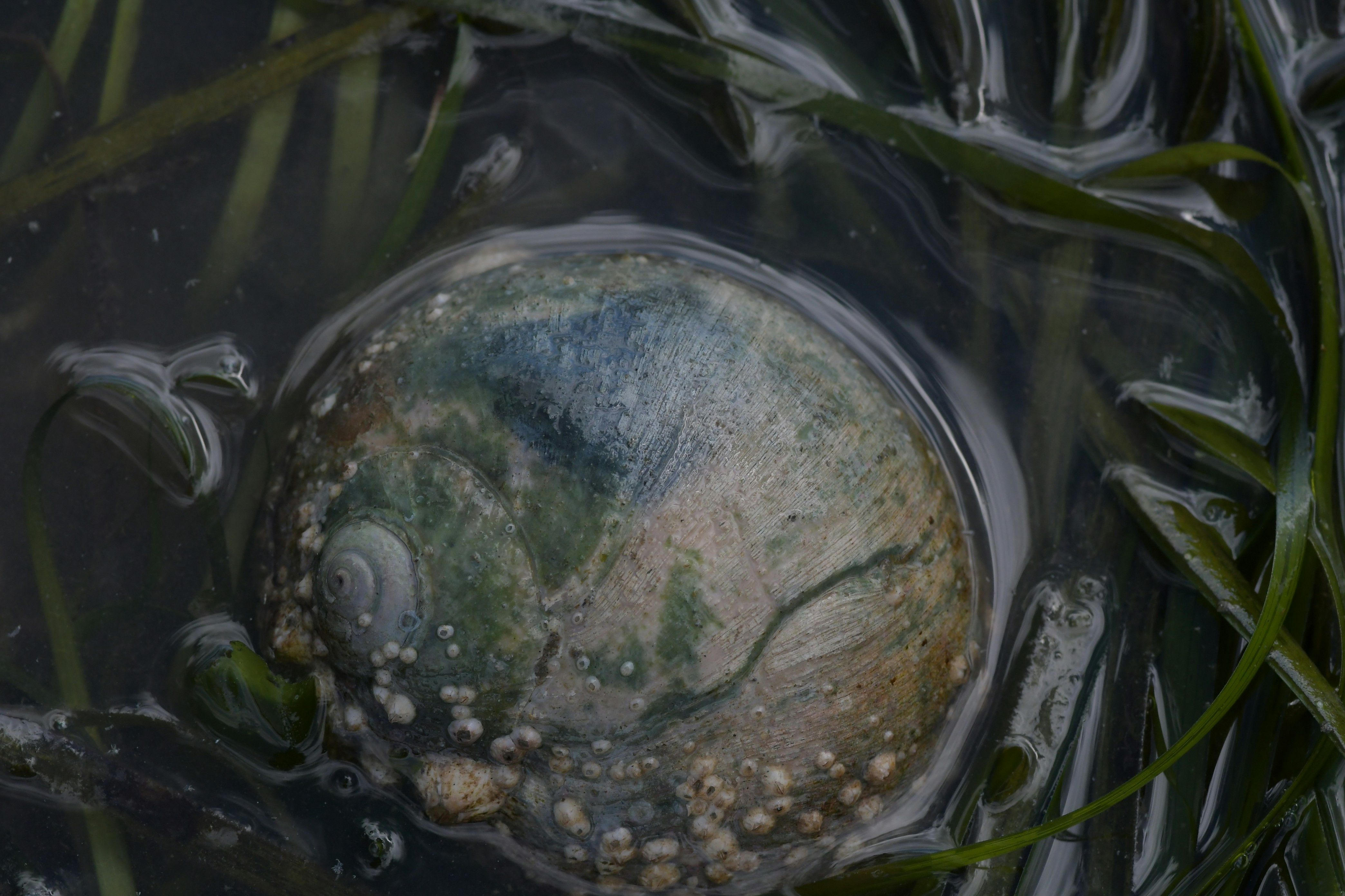 A close up of a ball in a body of water